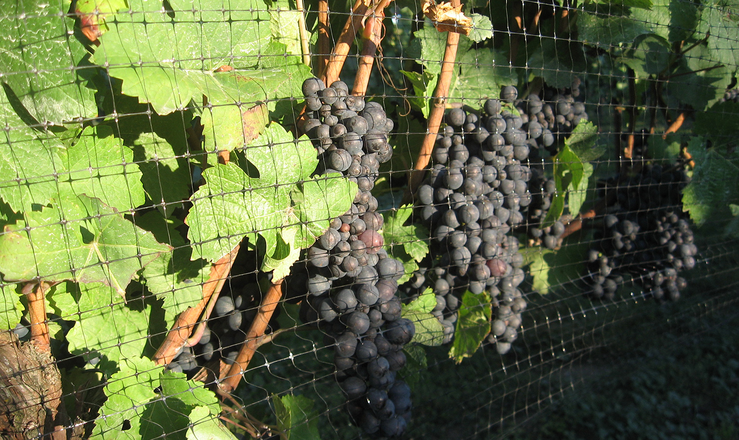 Wine Grapes