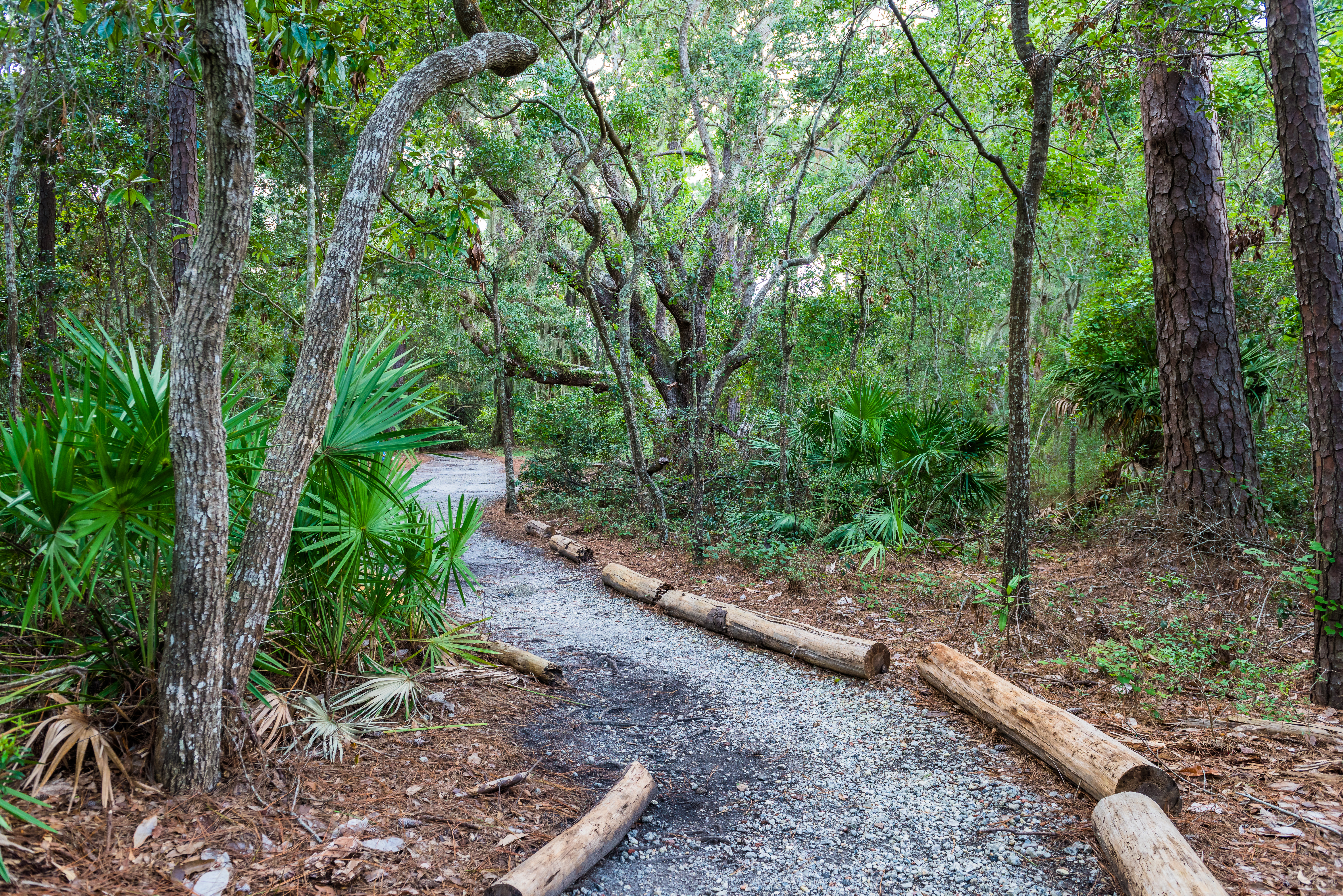 The John Gilbert Nature Trail winds through ancient maritime forest on St. Simons Island, Georgia