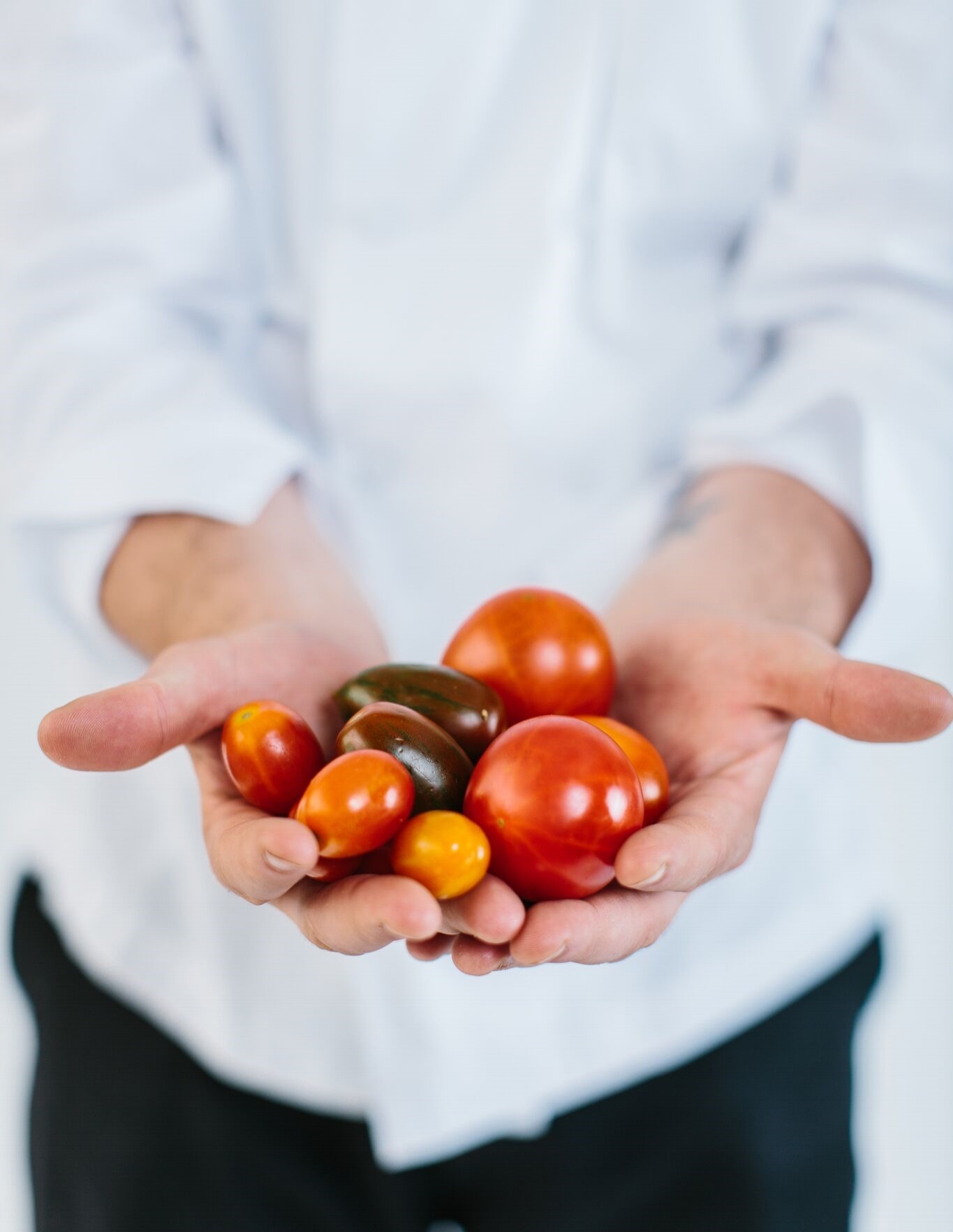 Michael Buffett Tomatoes