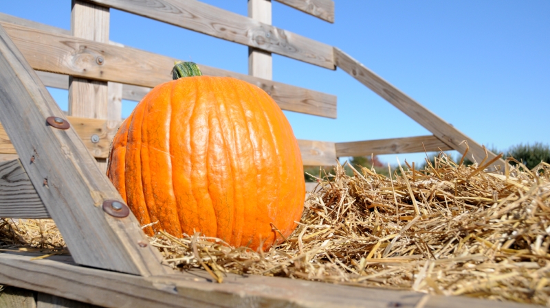 Pumpkin Patch & Hayride