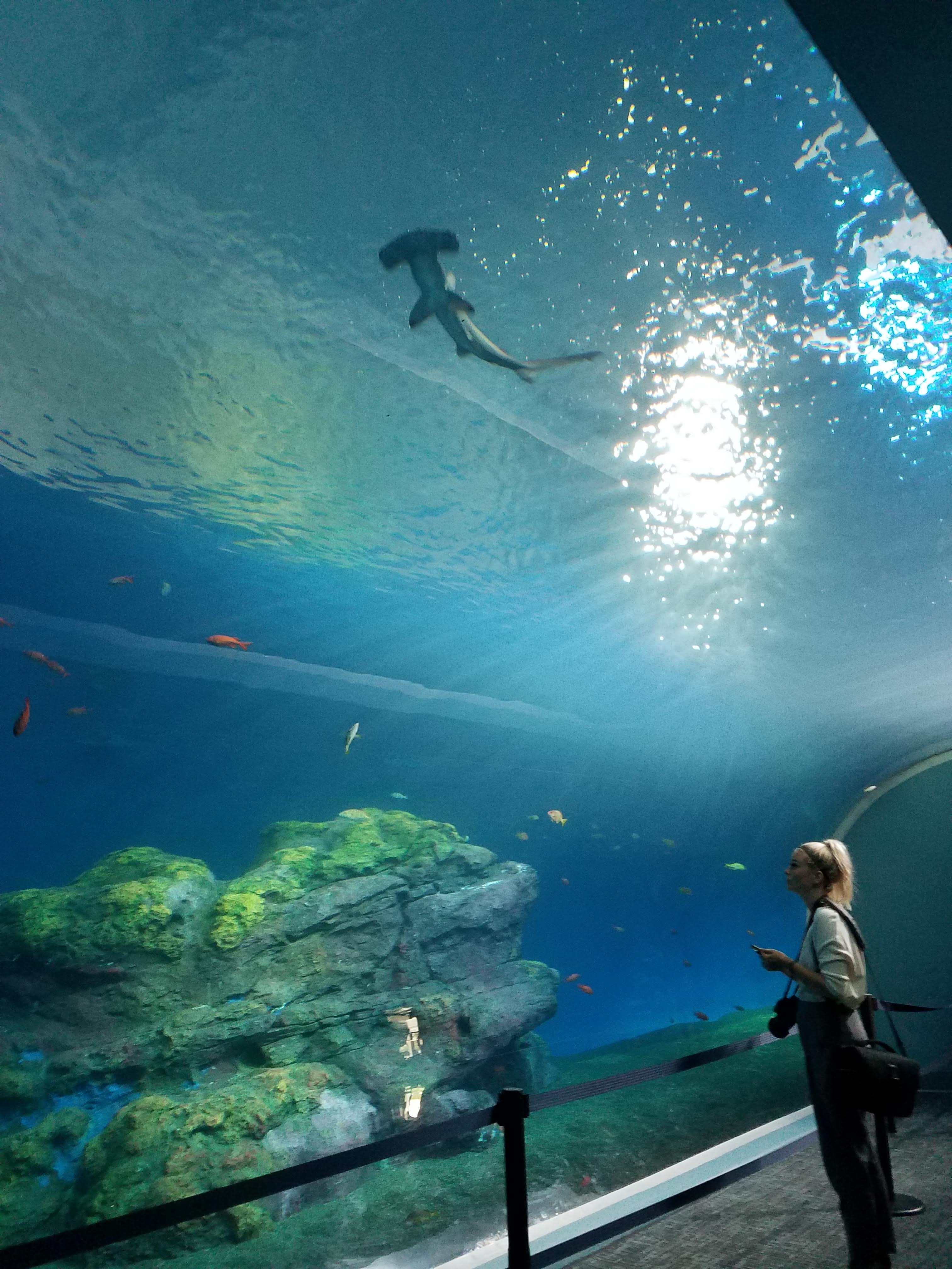 Pacific Seas Aquarium at Point Defiance Zoo & Aquarium