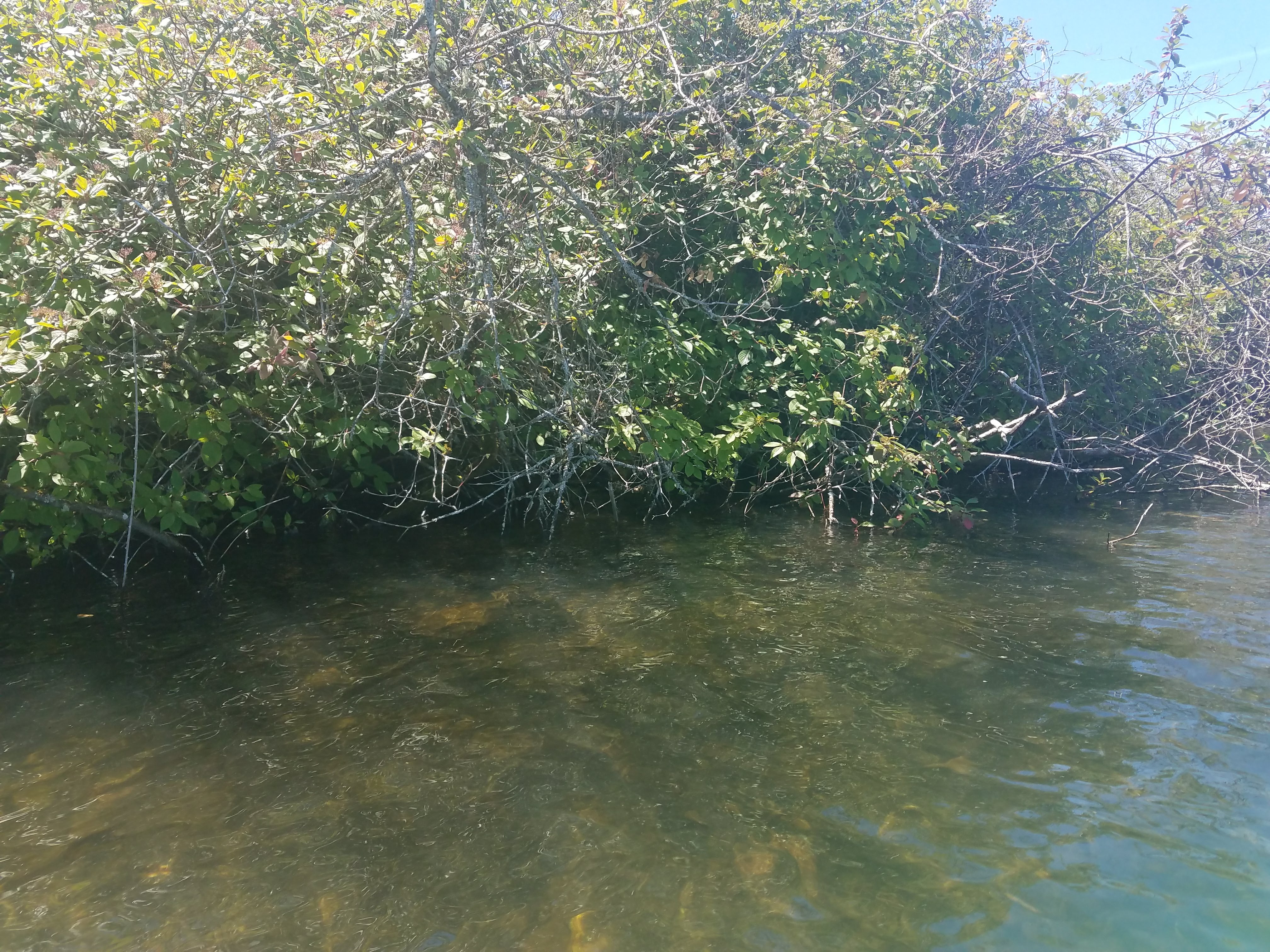 Kayaking in Lakewood