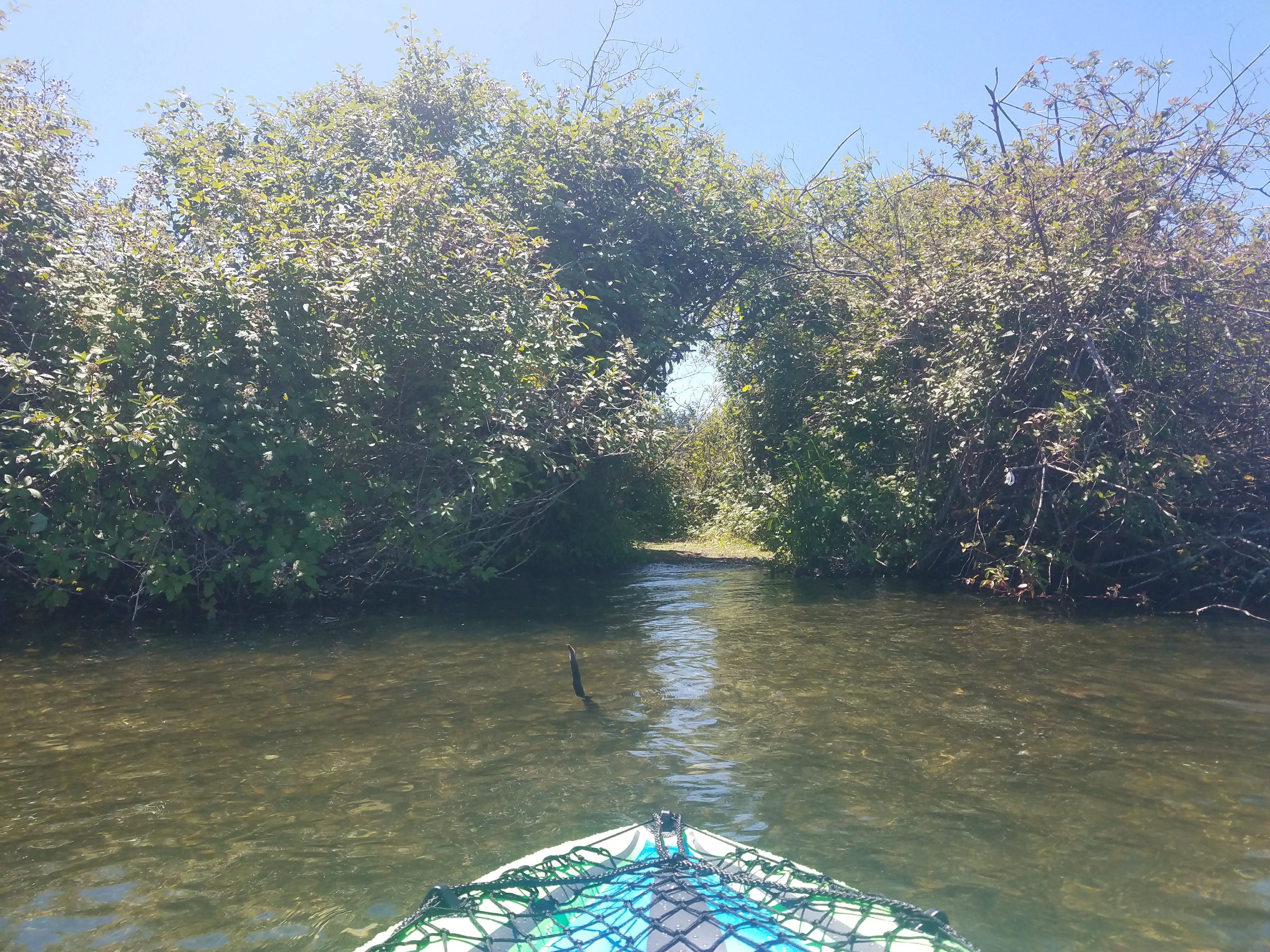 Kayaking in Lakewood