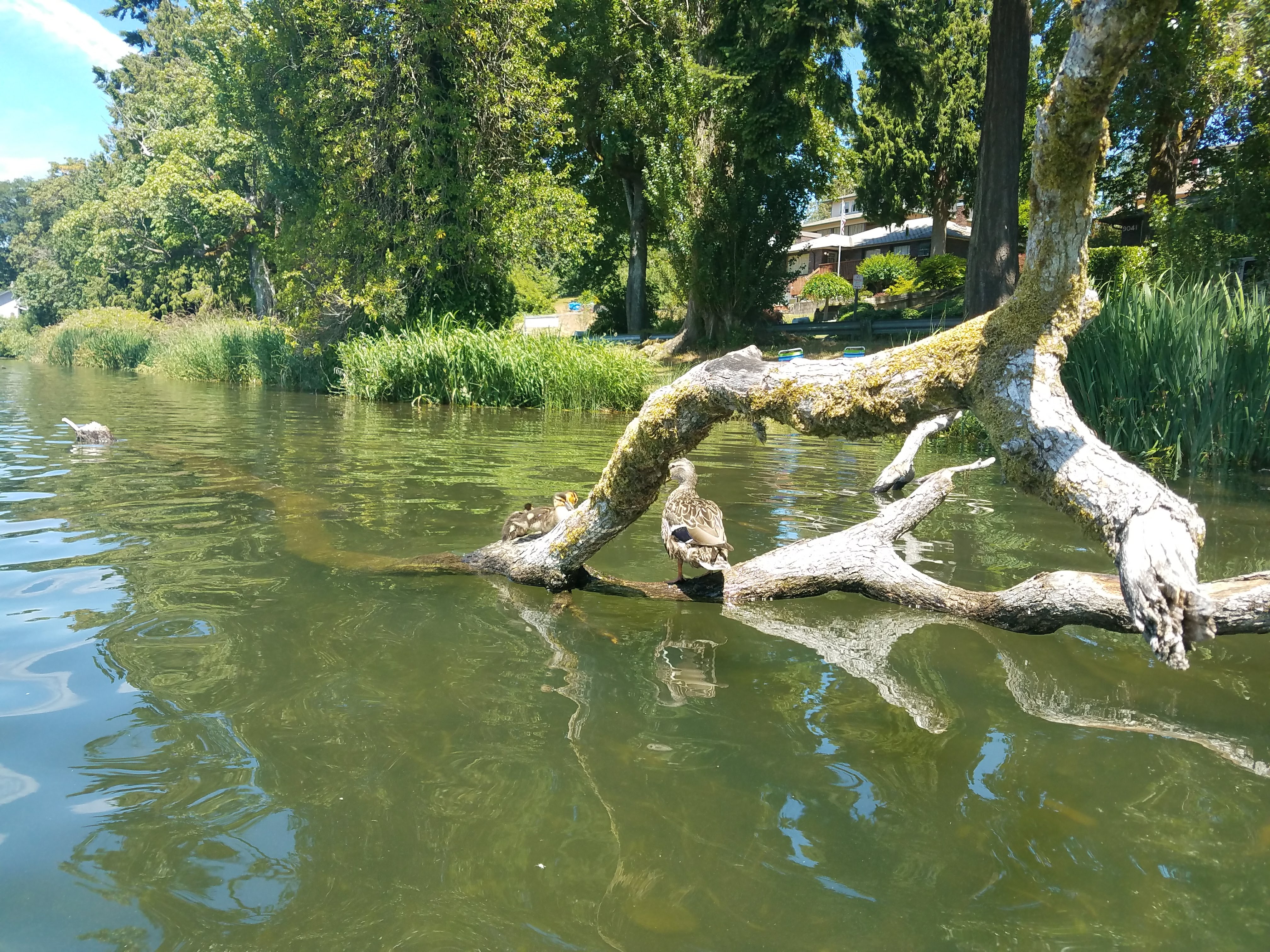 Kayaking in Lakewood