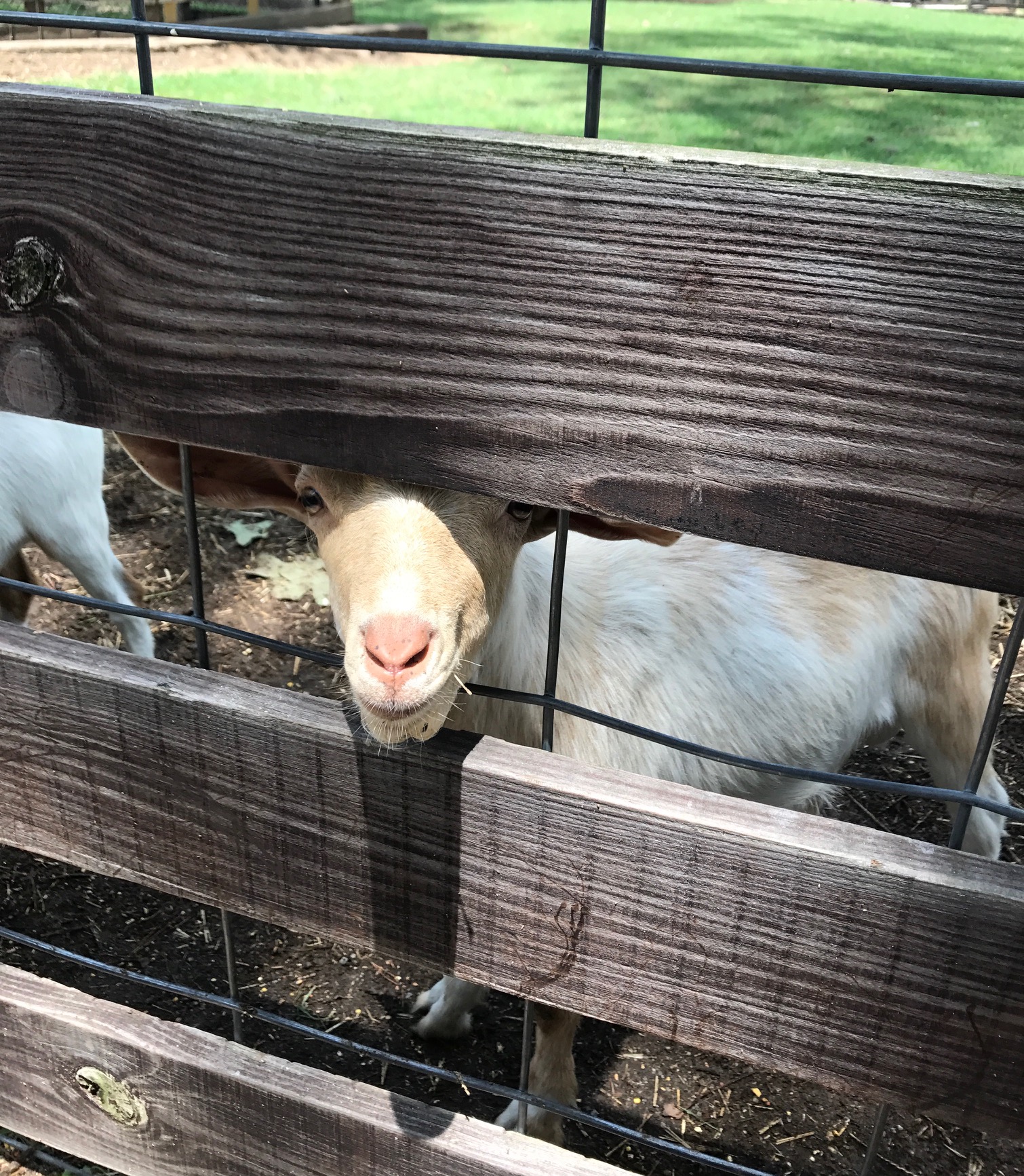 noccalula falls goat