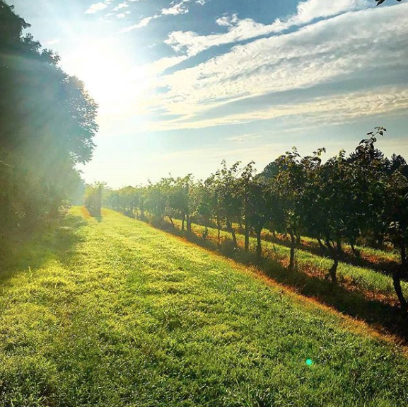 Sunshine on the grapevines at Crossing Vineyards & Winery in NJ