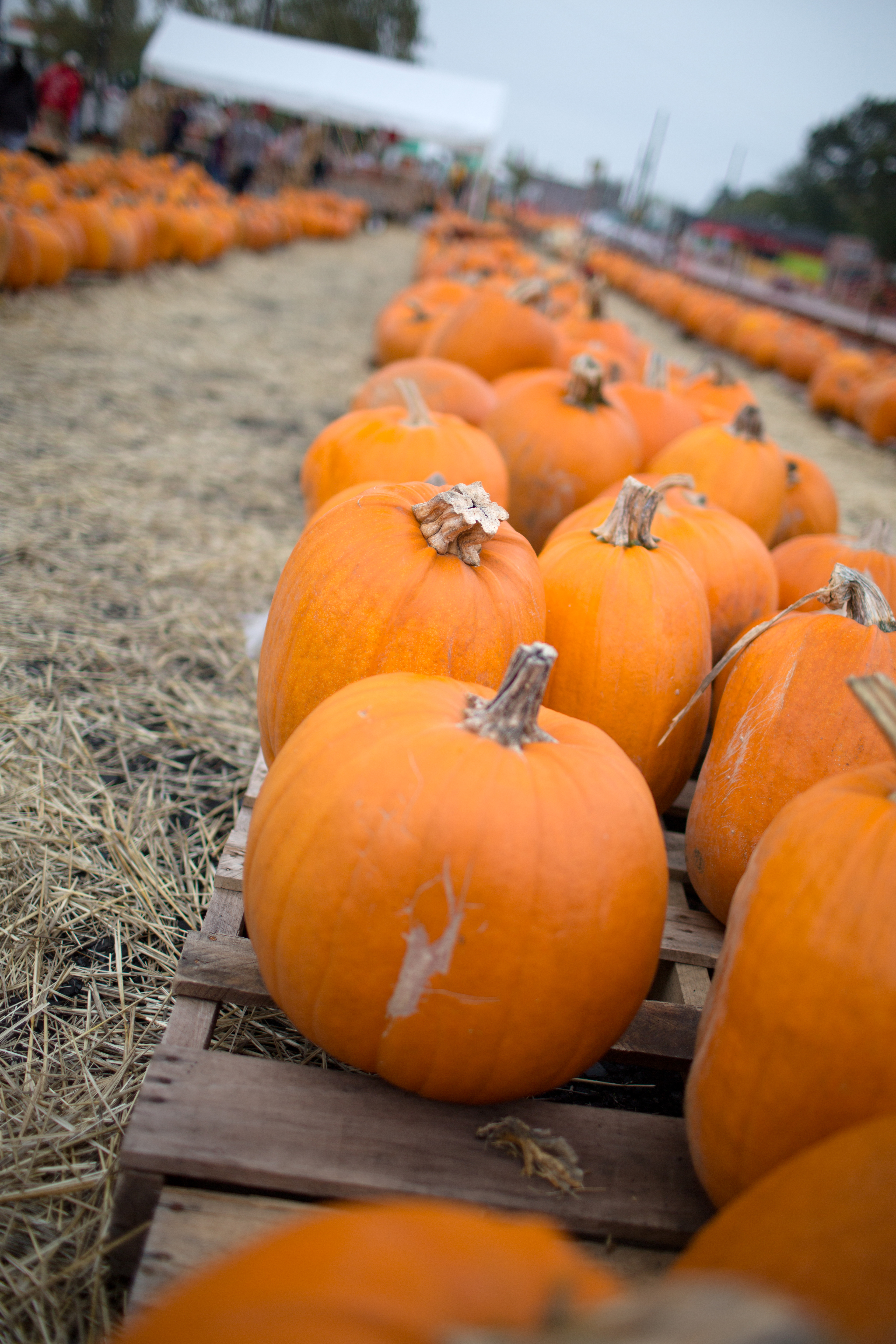 simpsonville pumpkin patch