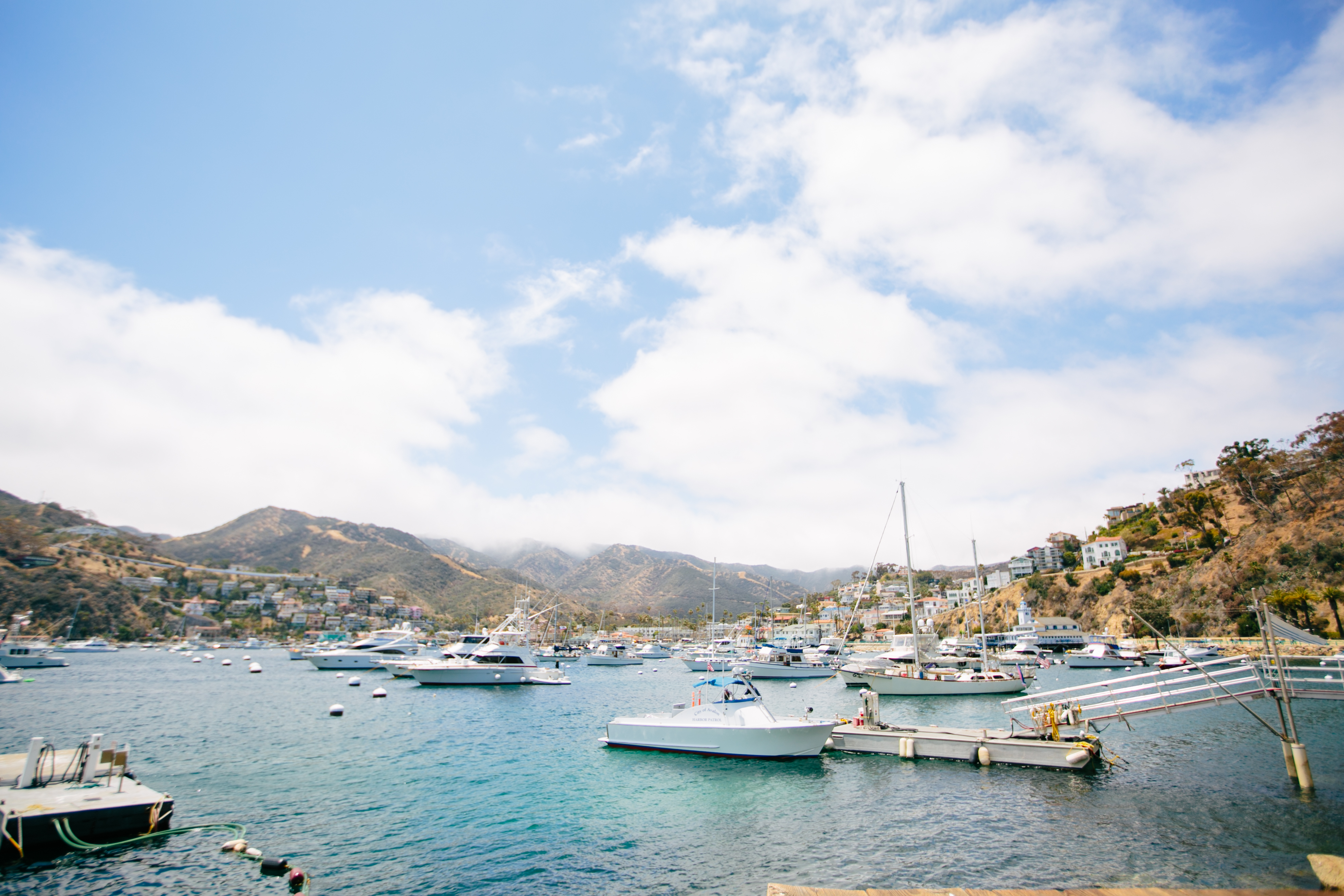 can you take dogs to catalina island