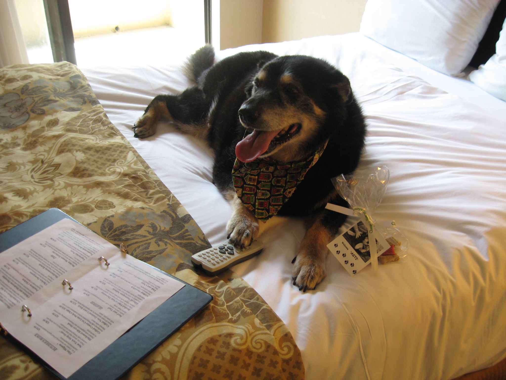 Dog Friendly Poconos Find Hotels Attractions