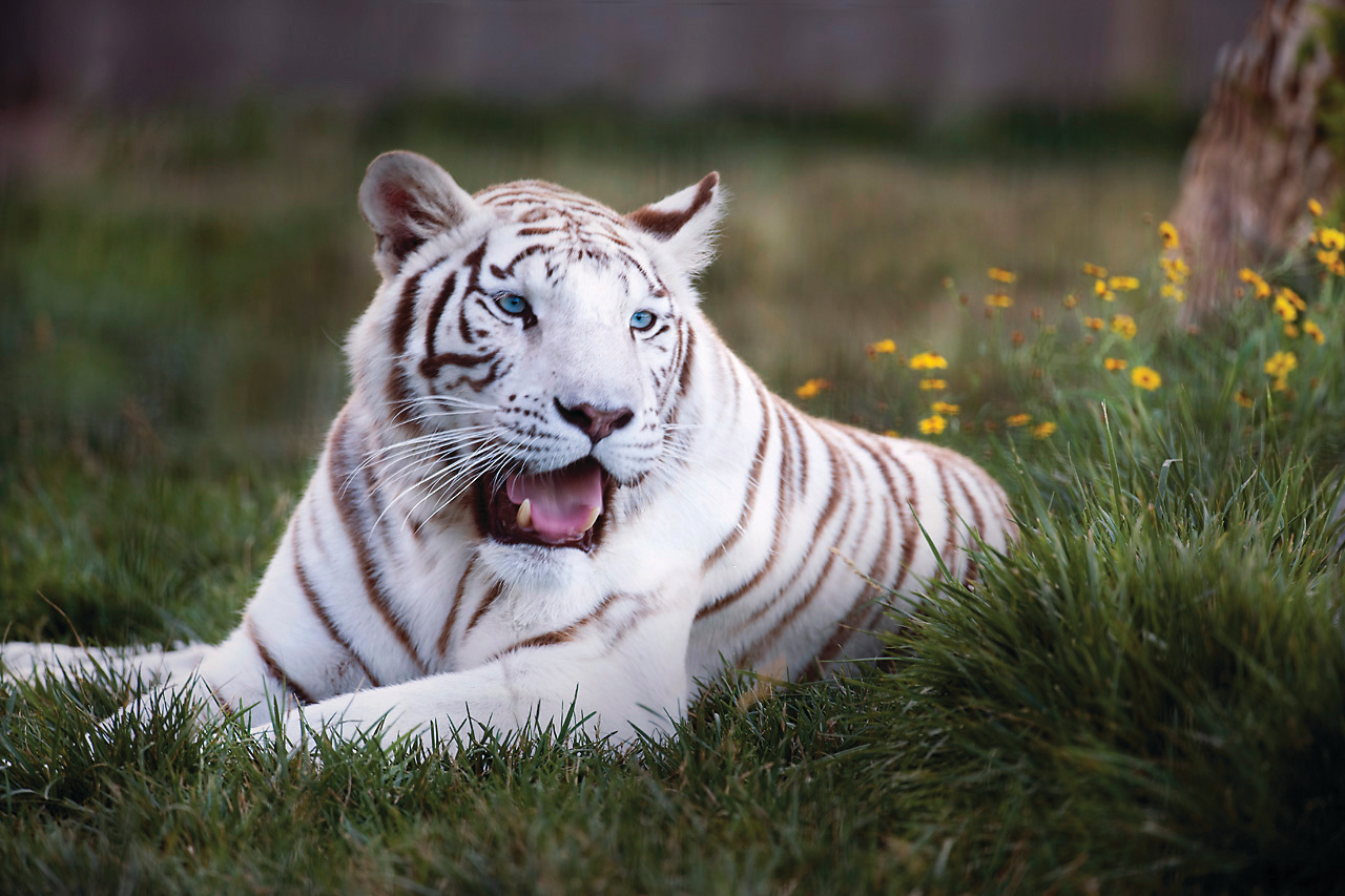 Tanganyika Wildlife Park Welcomes White Tiger Cub