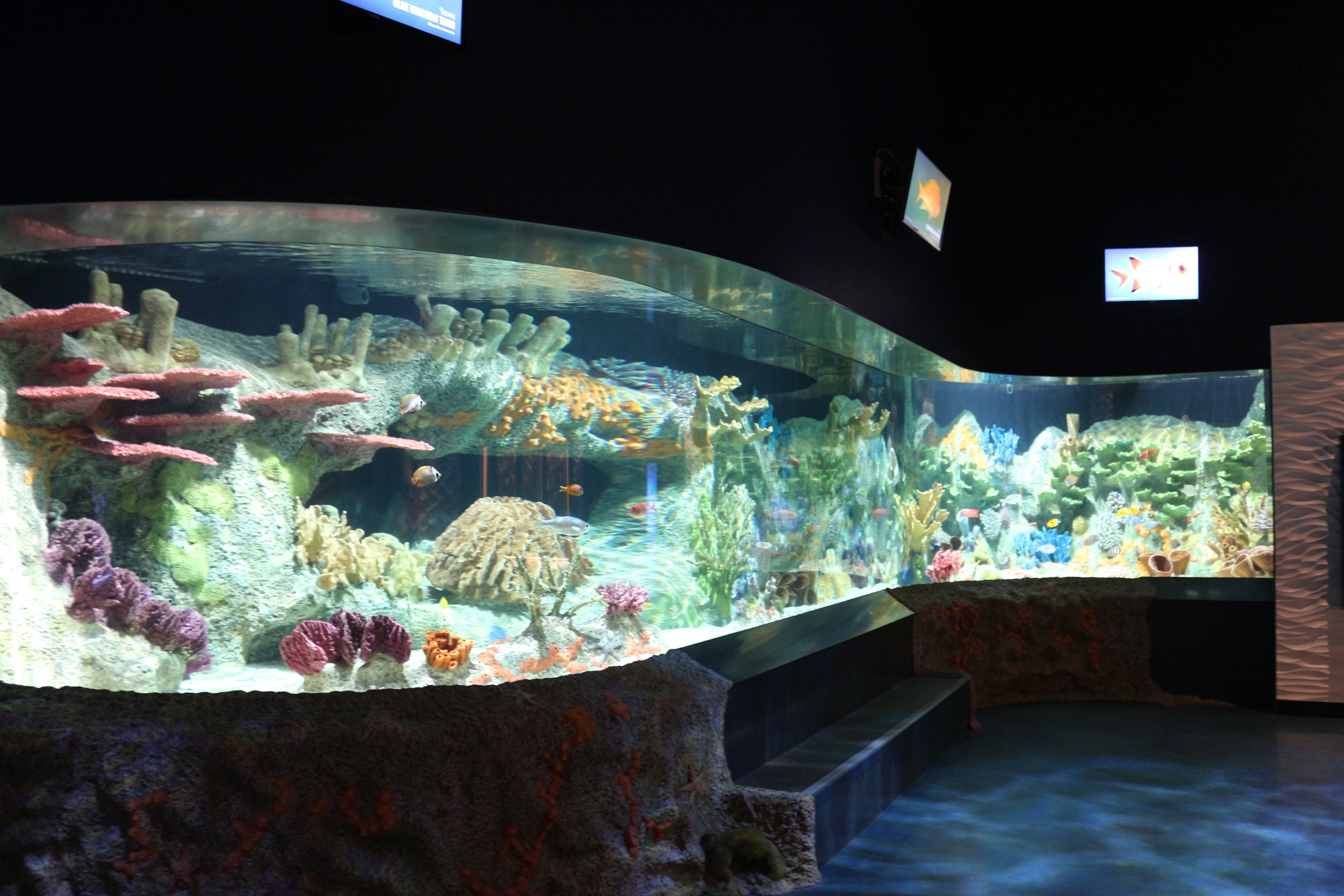 nemo aquarium museum