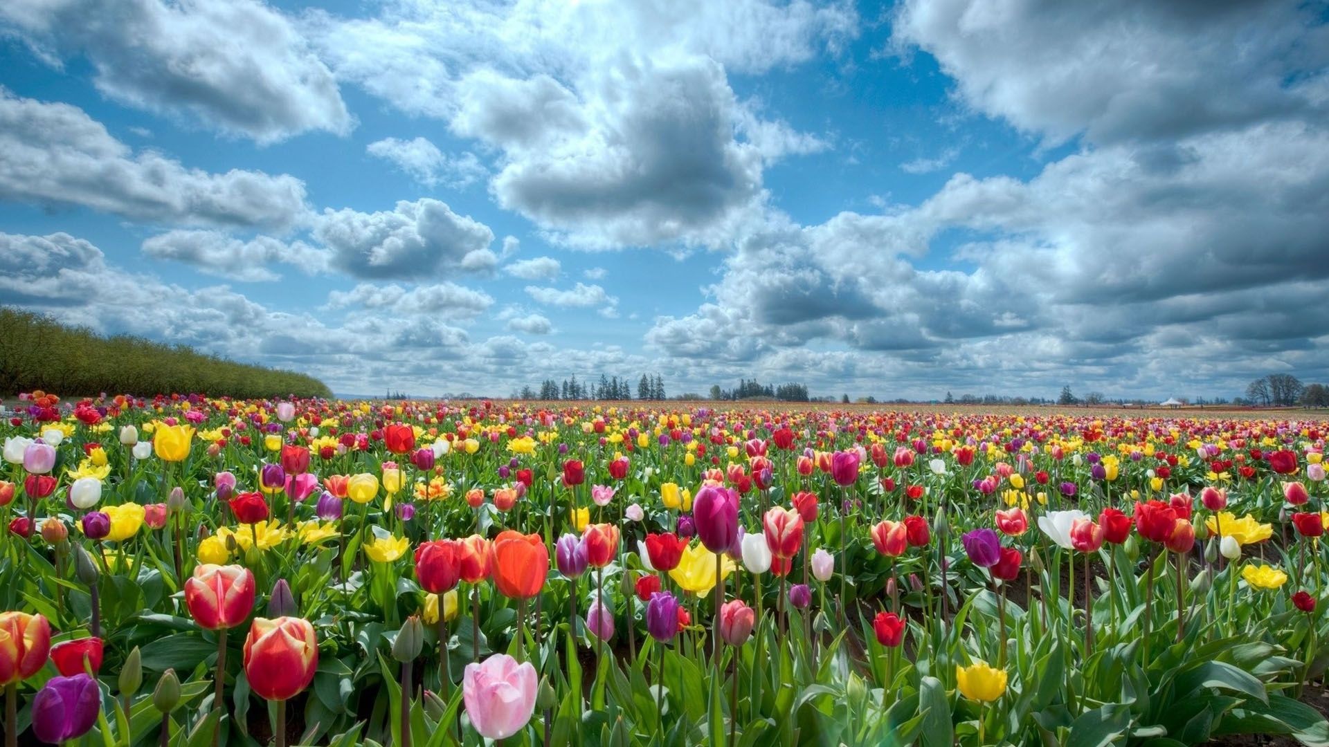 flower field background