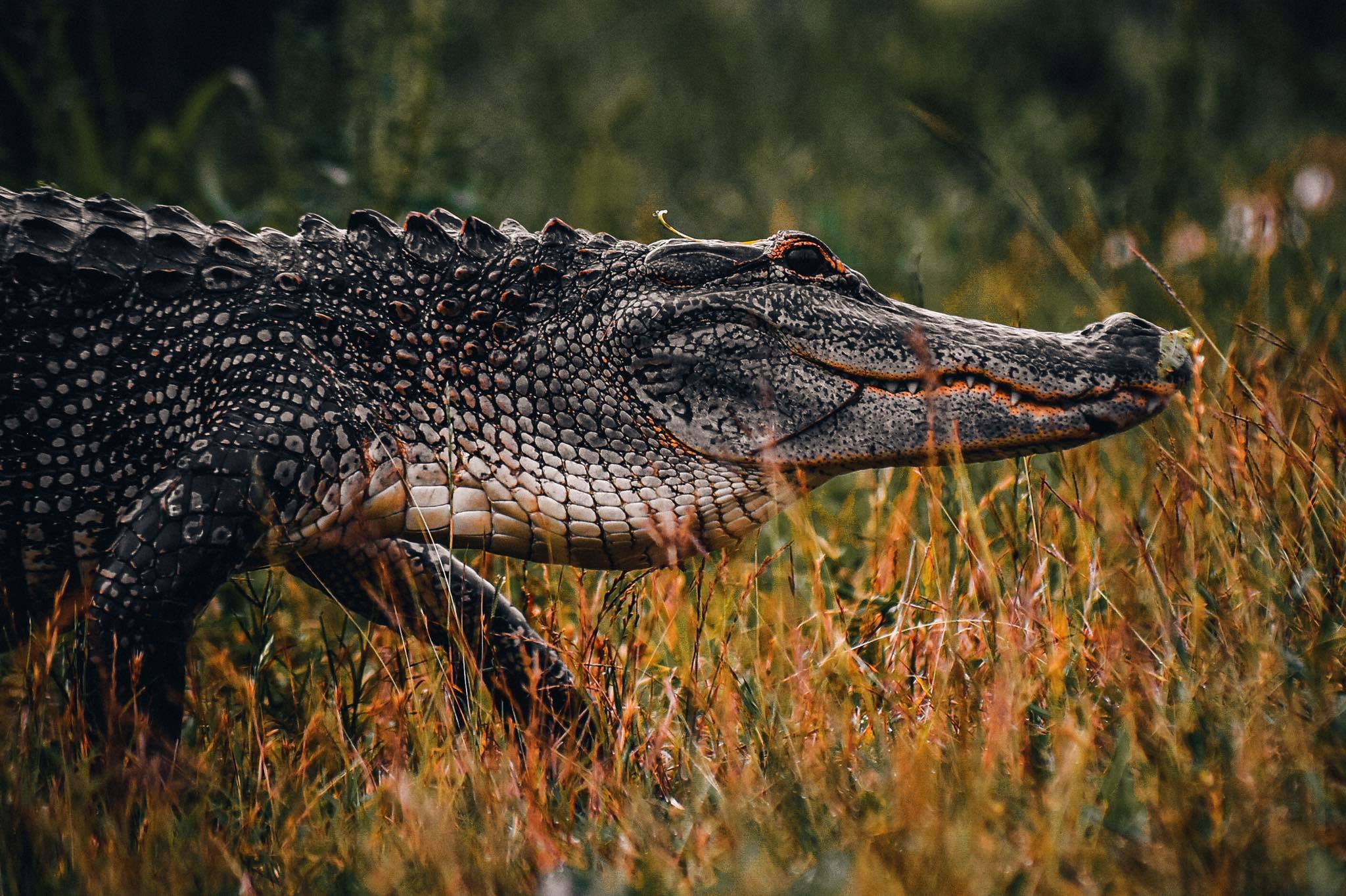 Alligator swamp