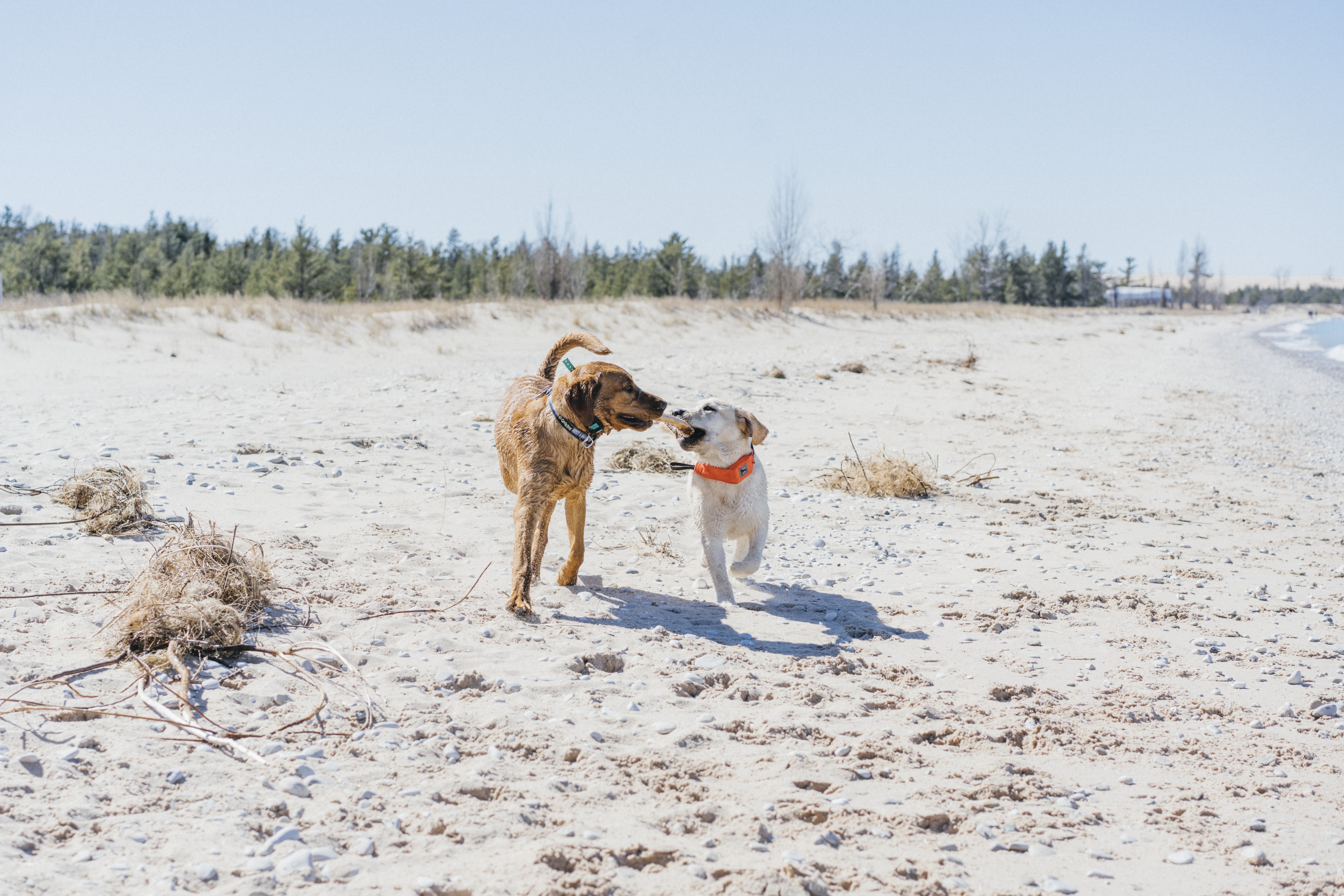 Traverse City Dog Beaches State Parks Pet Friendly