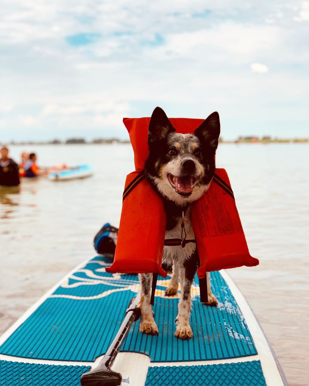 Dog Friendly Vacations In Longmont Colorado