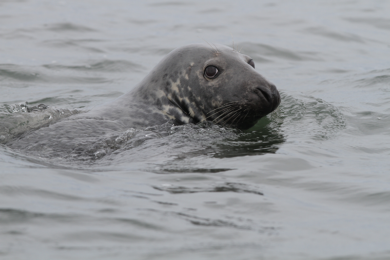 SAFE PASSAGES THROUGH THE PAST  Cape Cod Commercial Fishermen's Alliance