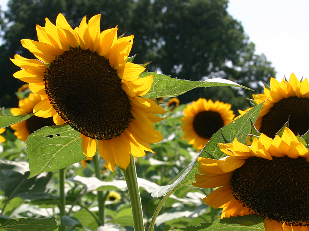 Sunflower Farms Jacksonville Fl Best Flower Site