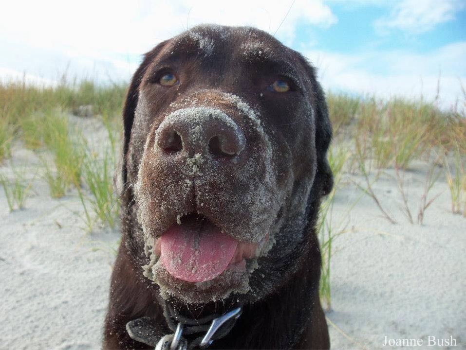 Is Caswell Beach Dog Friendly