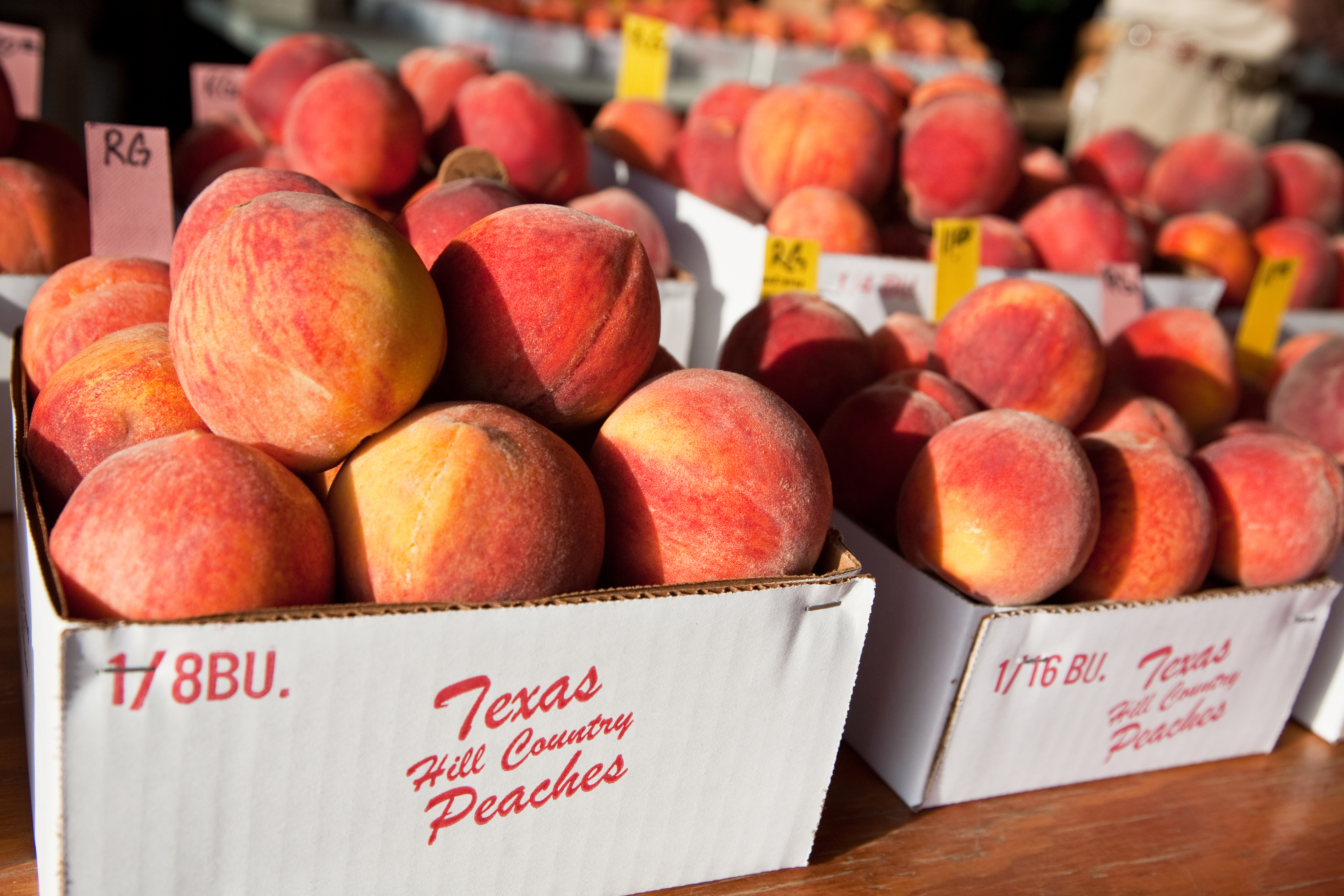 peach orchard harvest