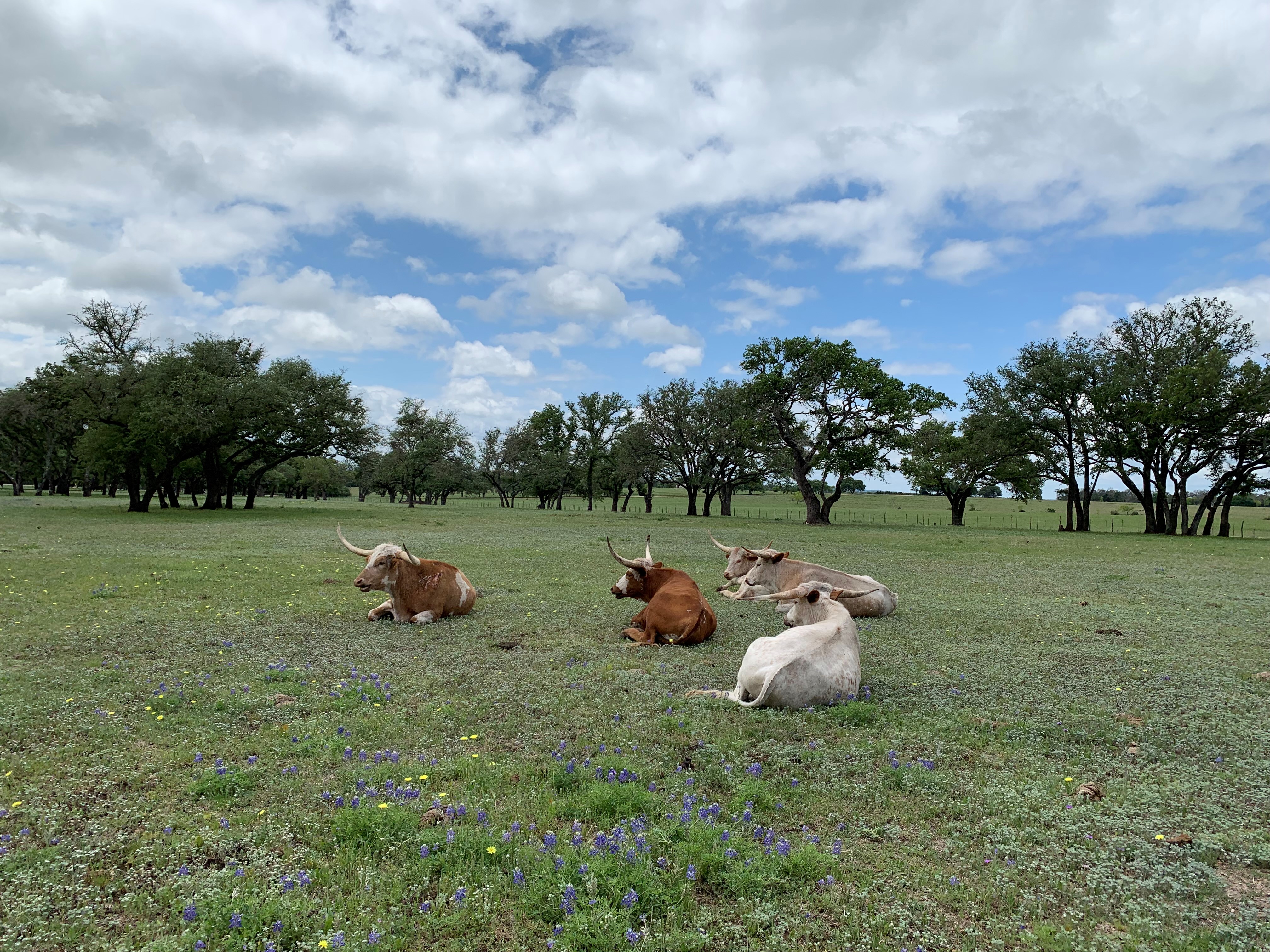 Farms in Fredericksburg, TX | Working & Hands-On Experience