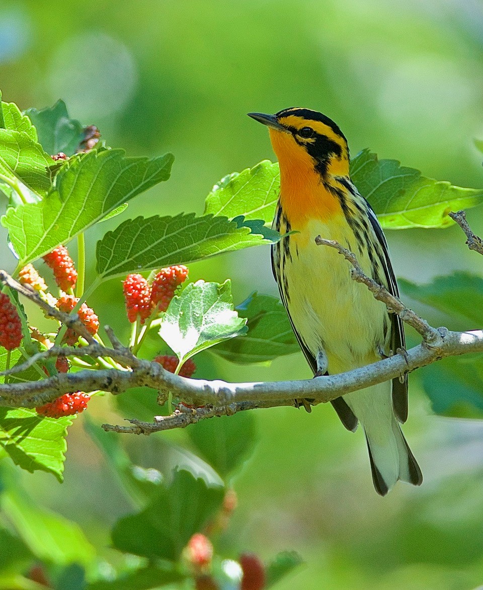 Beaumont Birding Locations Webcams Checklists