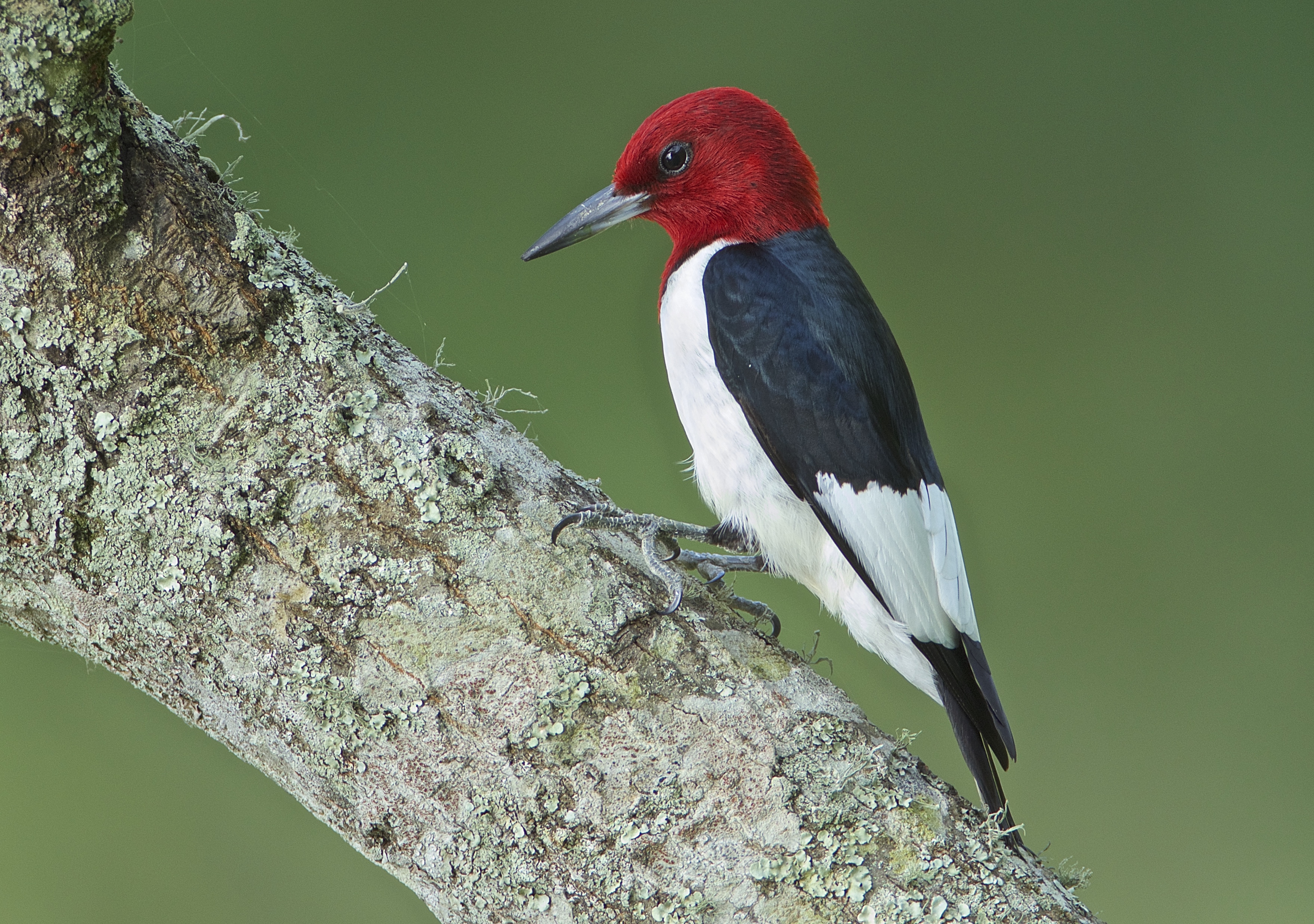 Beaumont Birding Locations Webcams Checklists