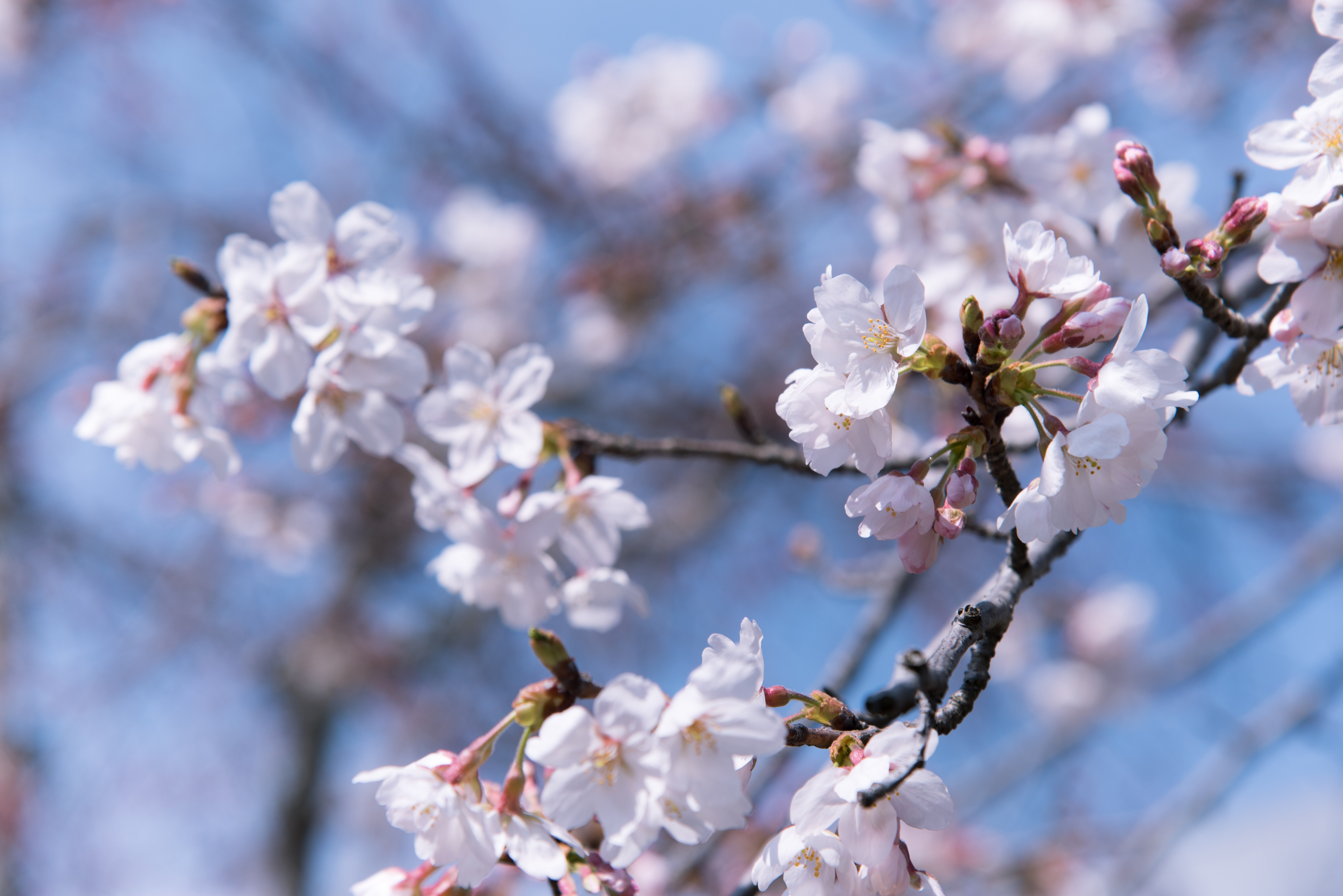 WASHINGTON NATIONALS 10TH SEASONS CHERRY BLOSSOM SKY BLUE PINK