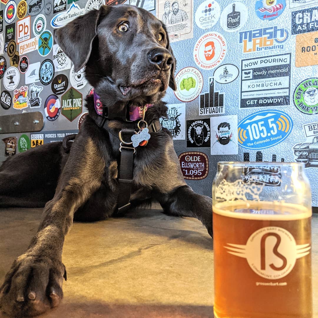 Dog Friendly Vacations In Longmont Colorado