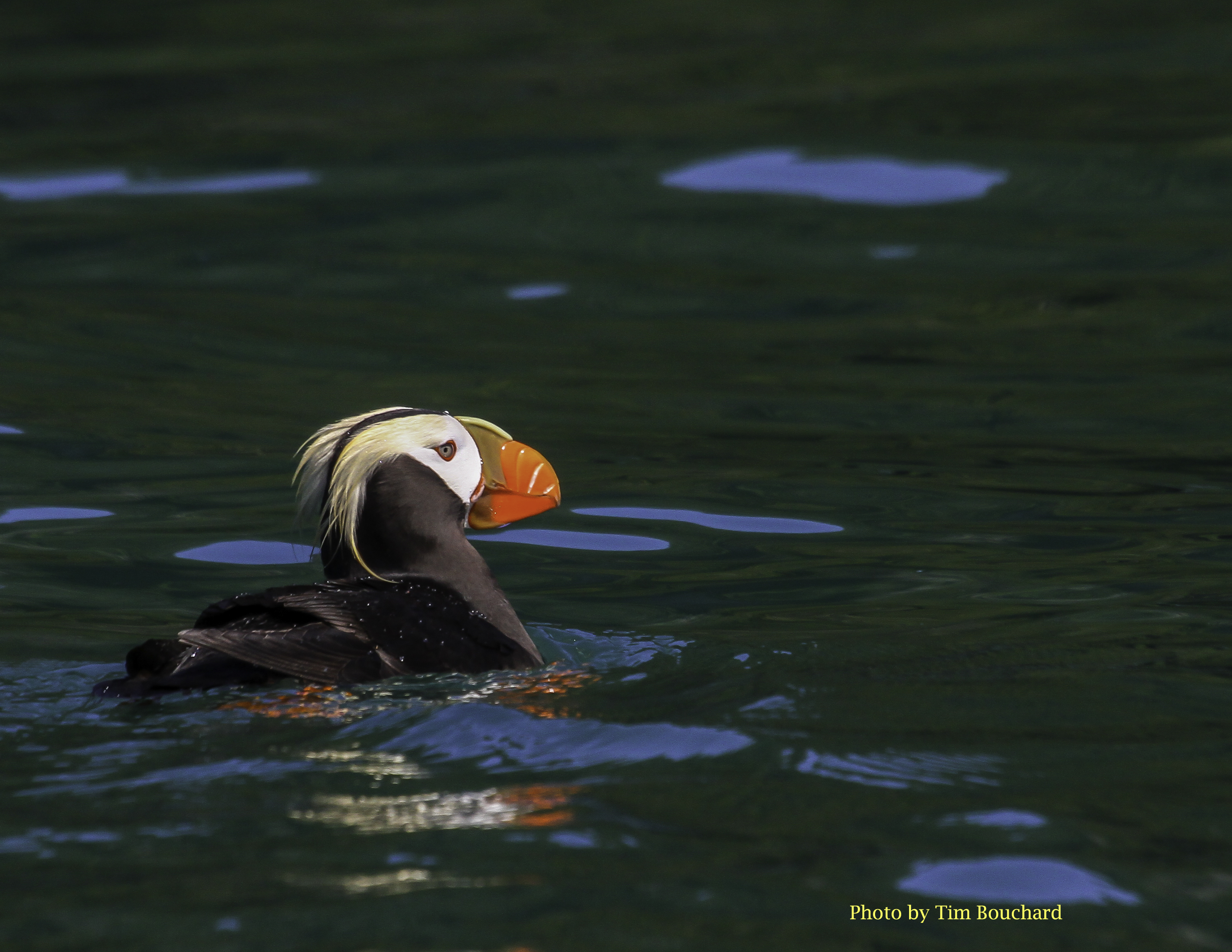 Horned Puffin, Online Learning Center