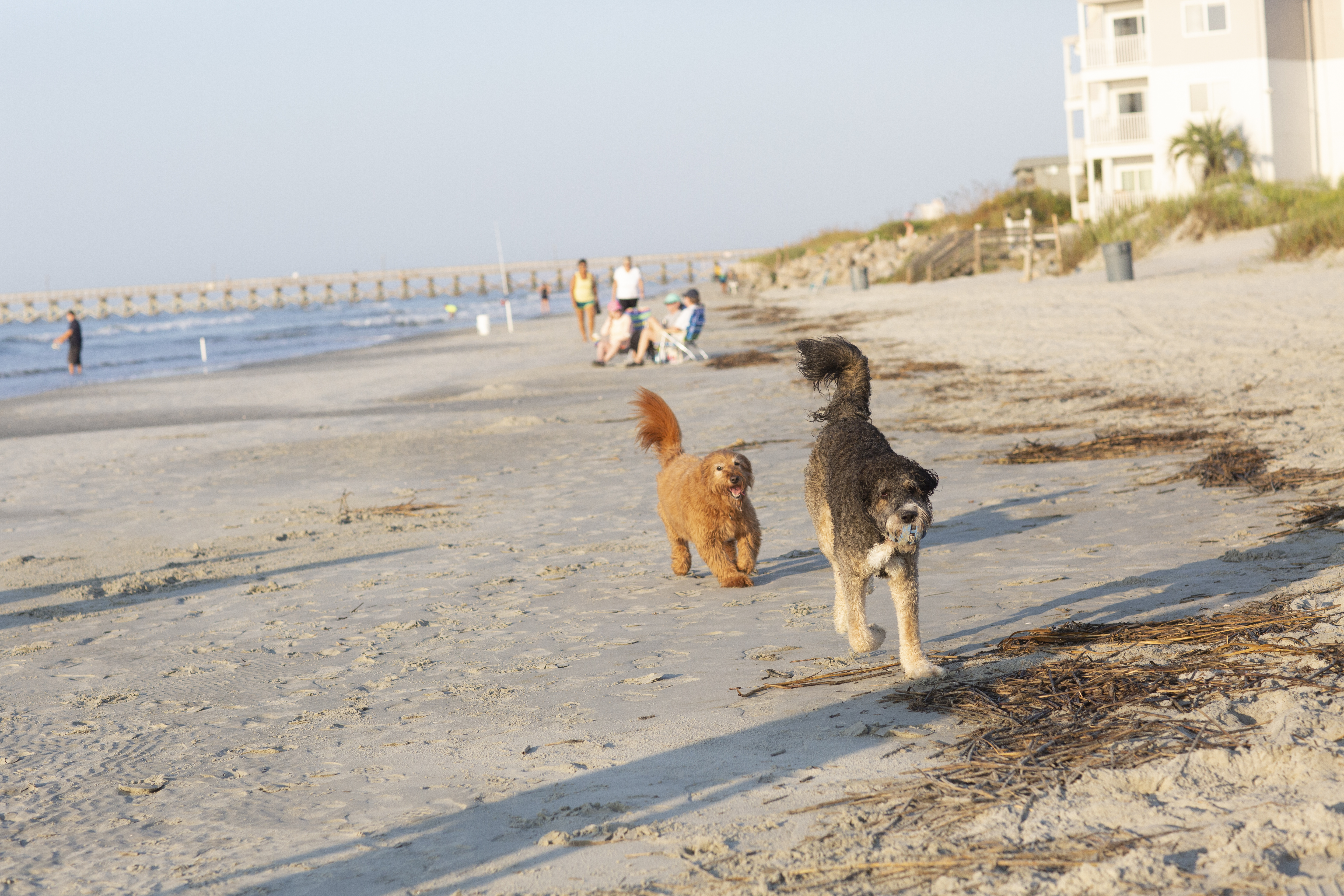 se permiten perros en north myrtle beach