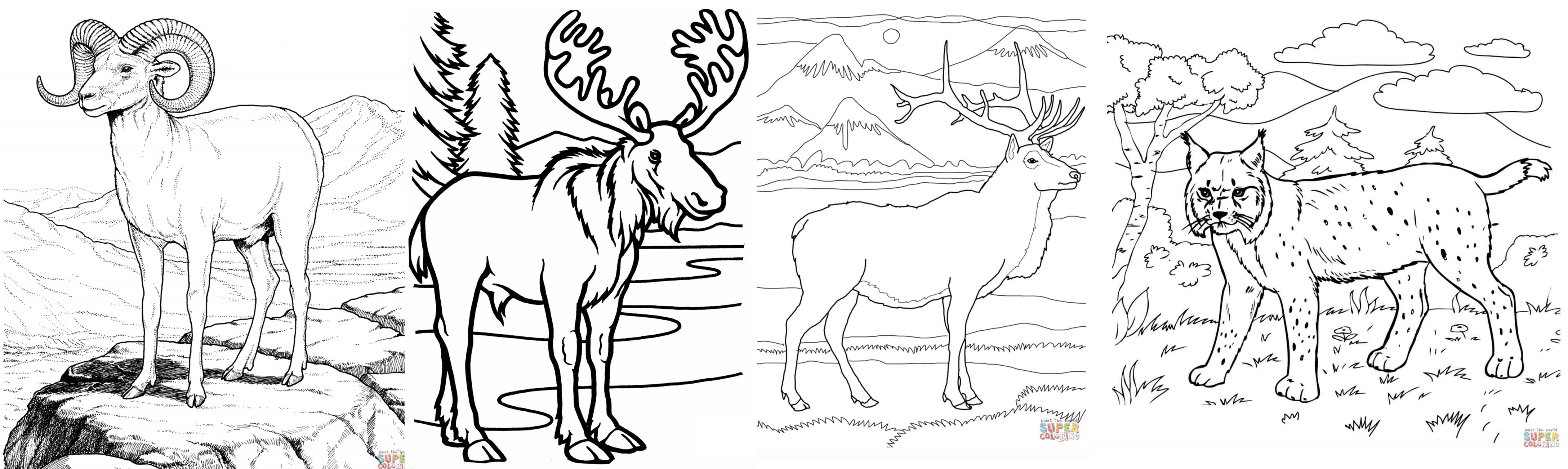 Рисунки животных по окружающему миру Аляска