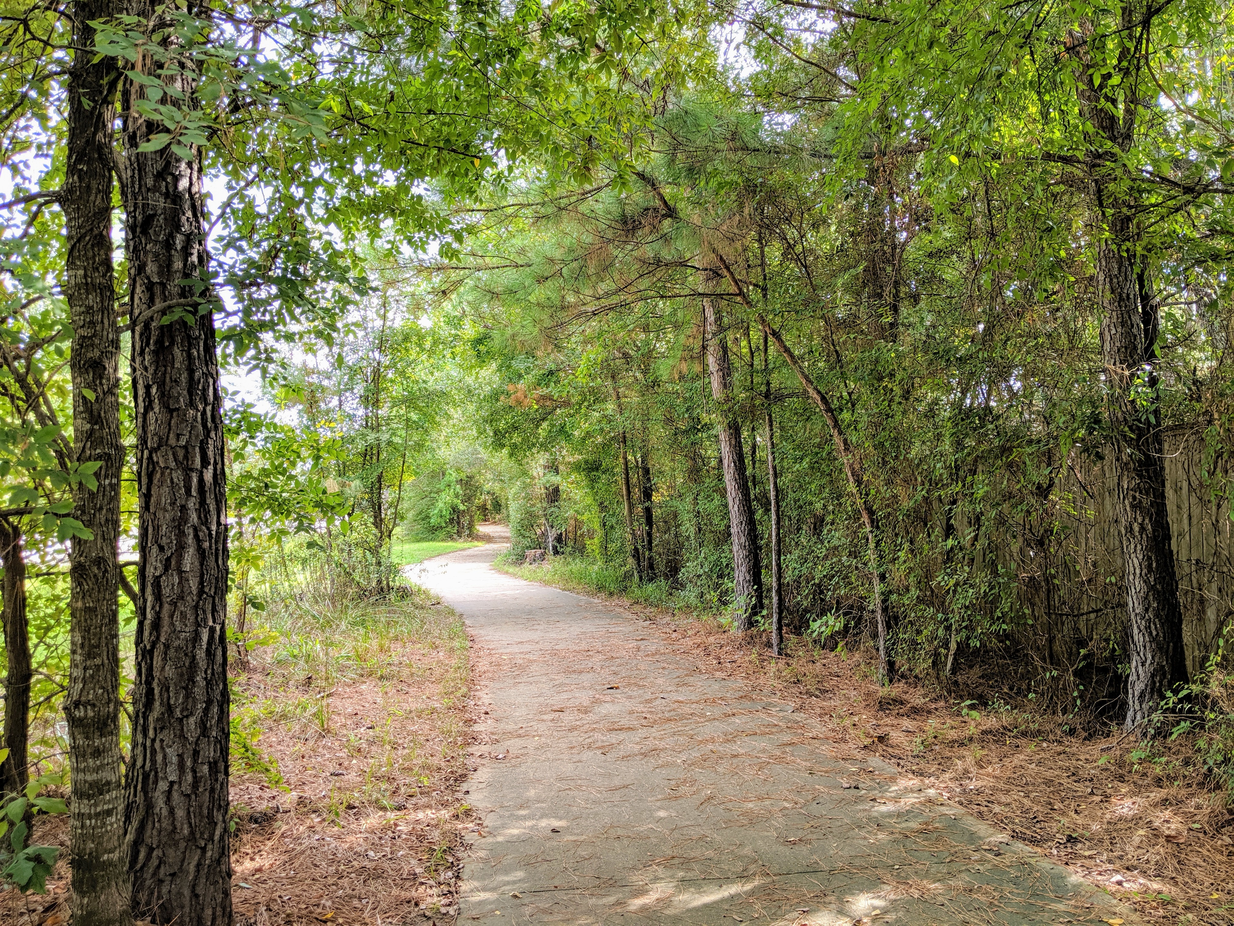 The Woodlands Texas Trees What Is So Special About The Woodlands,
