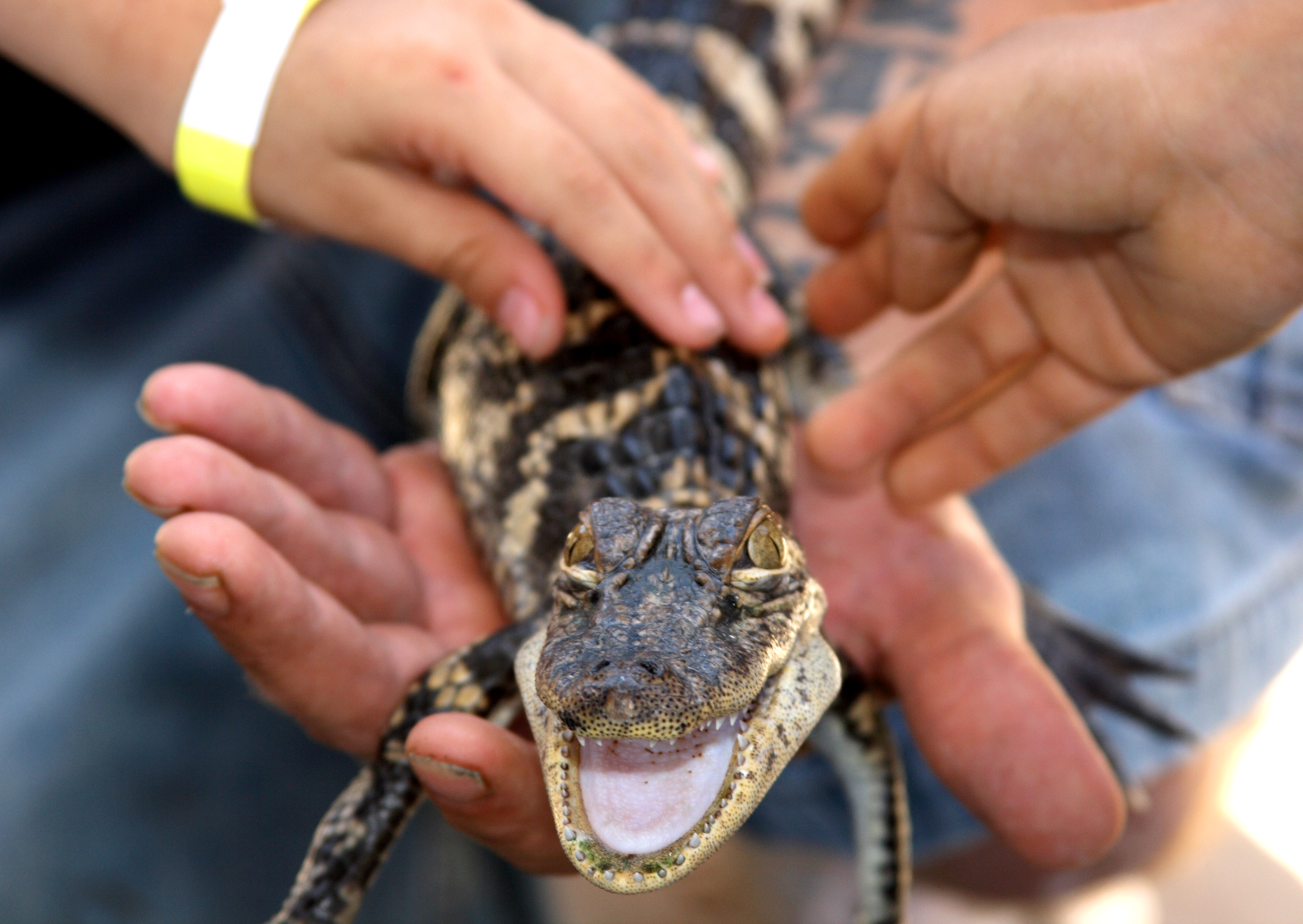 Gator Country Adventure Park Tours Wildlife Activities