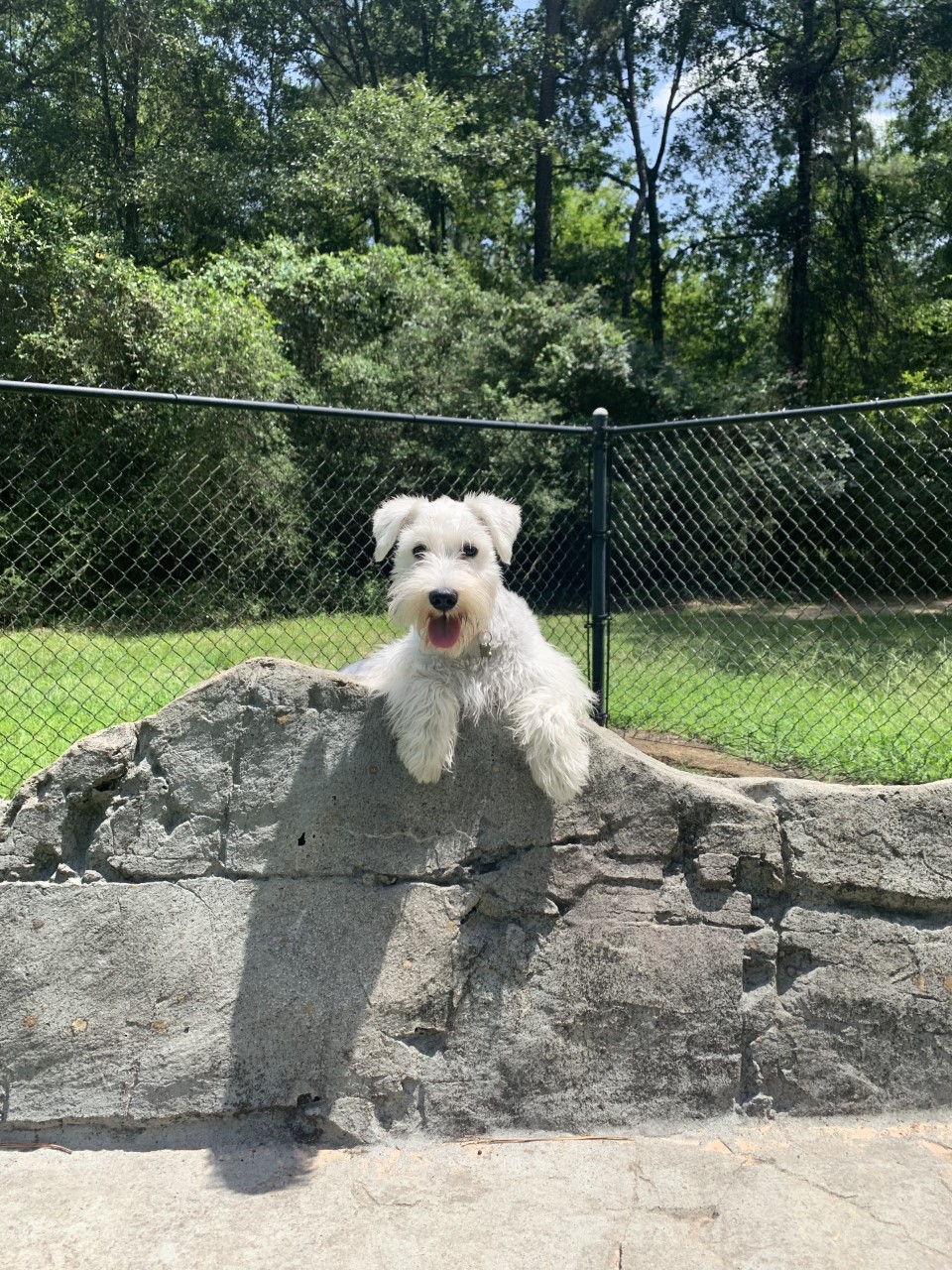 do dog parks have fences