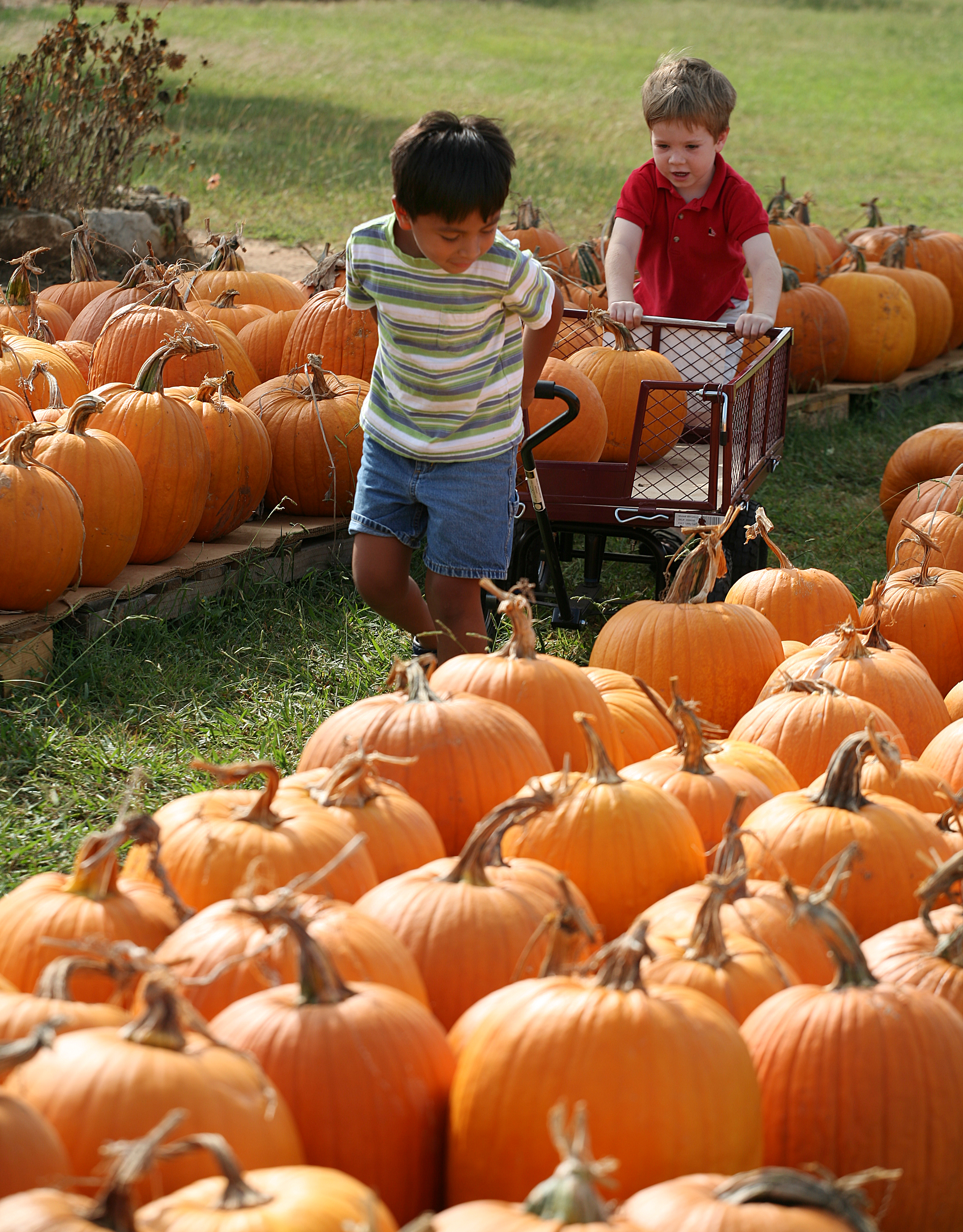 Pumpkins Patches In The Texas Hill Country Fredericksburg Tx