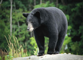 Hunting and Fishing black bear - Old Wood Signs