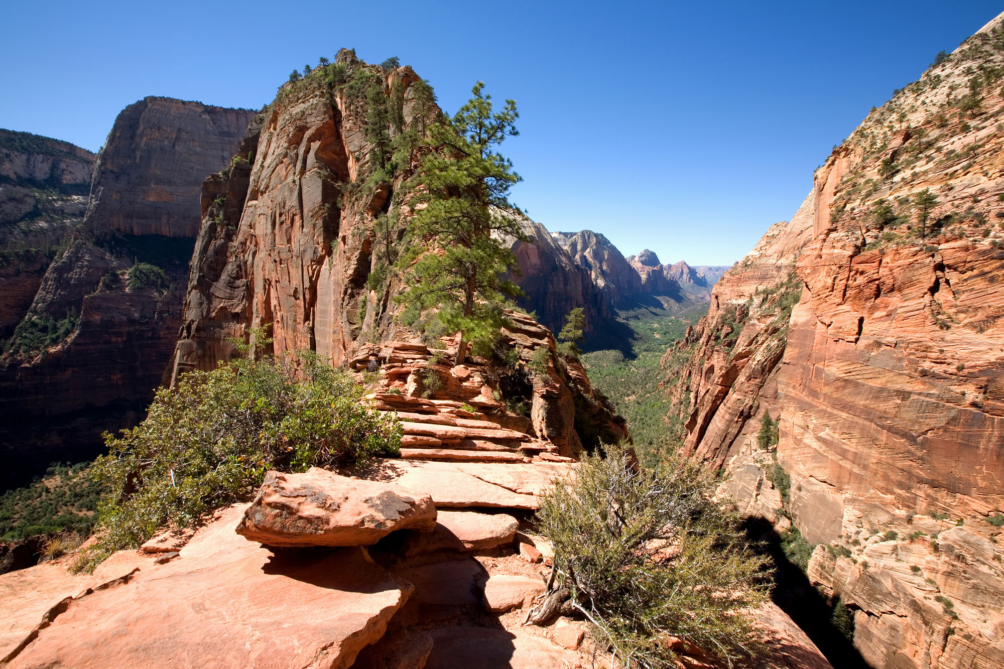 are dogs allowed in zion park