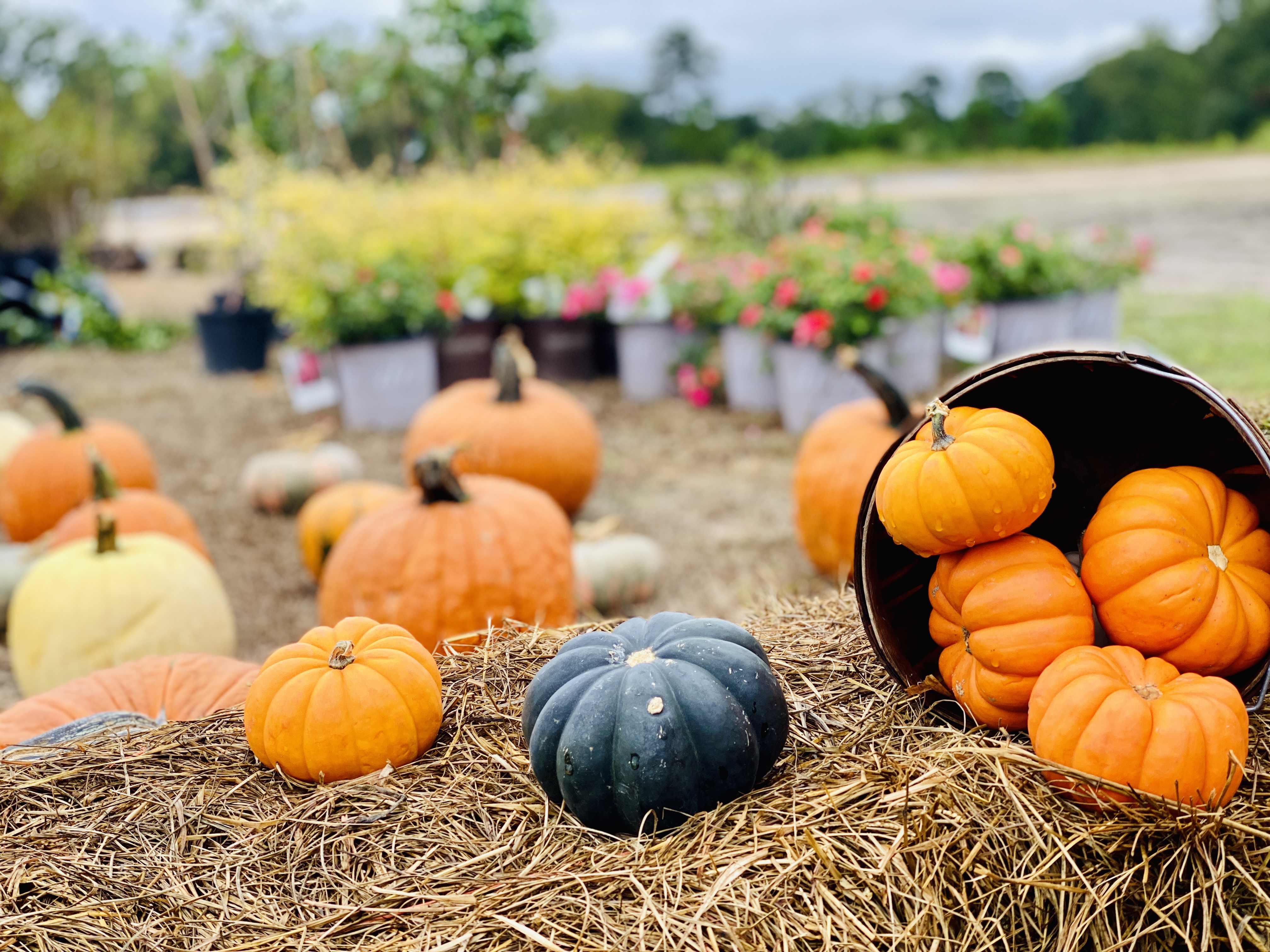 Pumpkin Patches in Southeast Texas