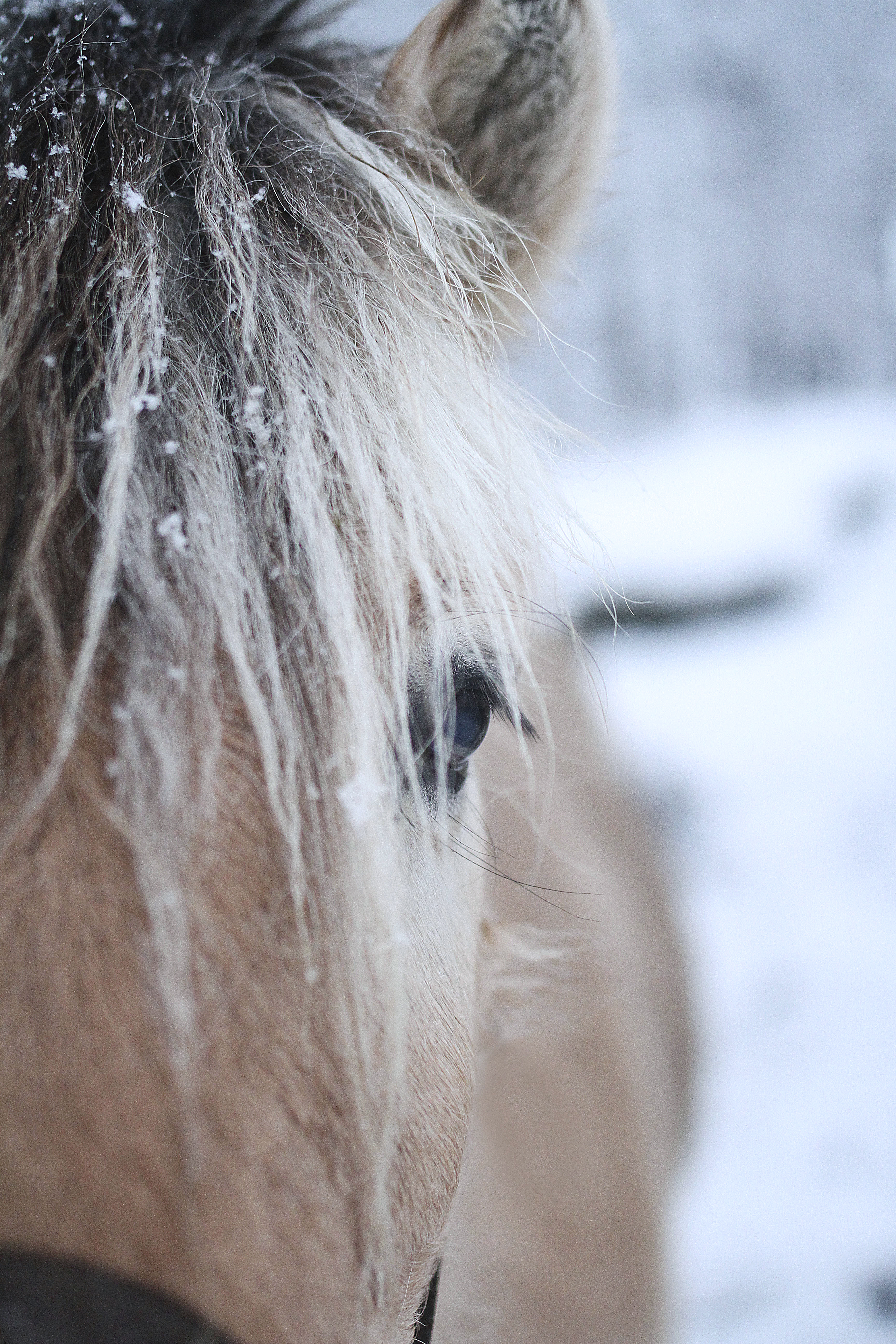 Hongre cheval du fjord norvégien