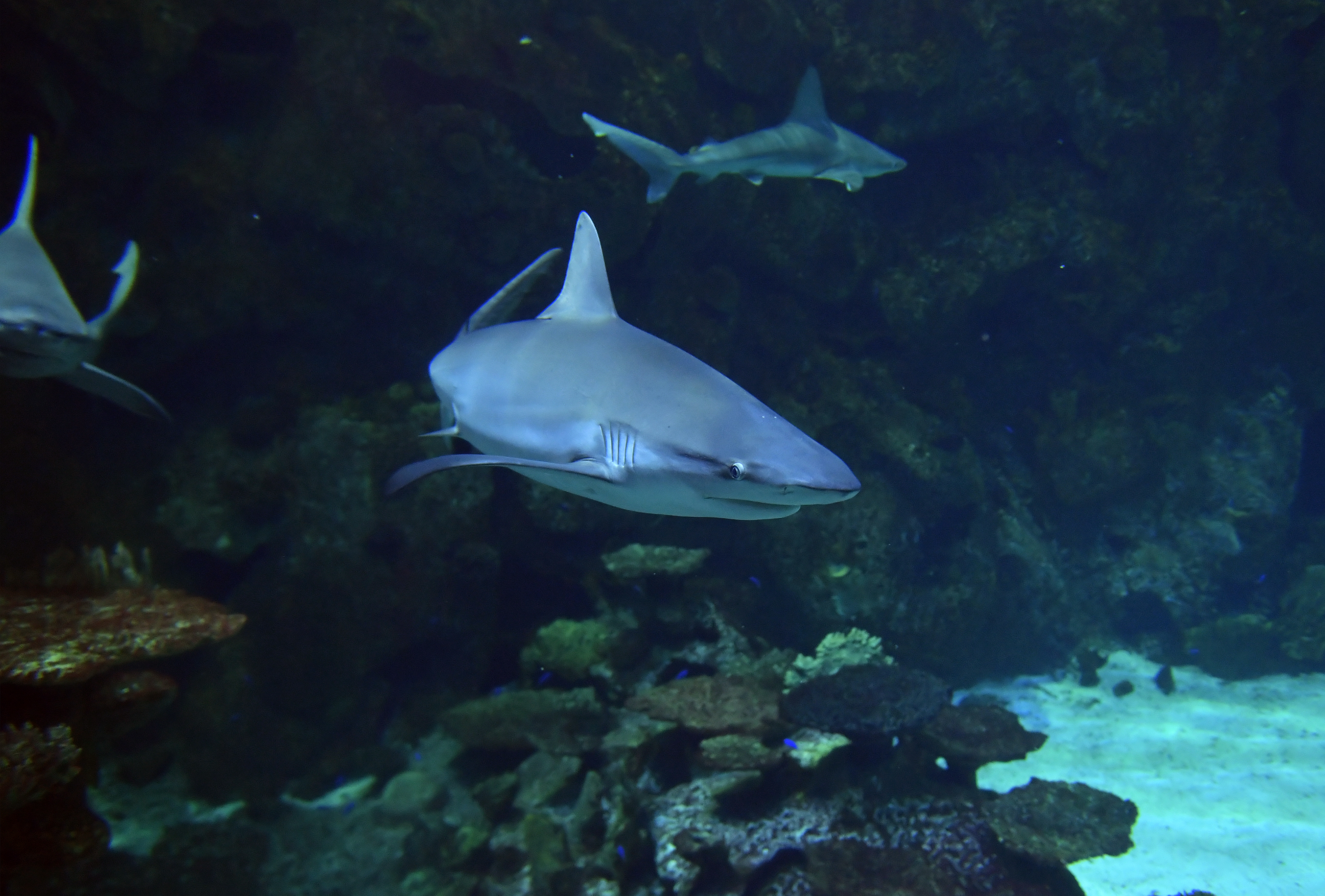 Explore Shark Reef Aquarium in Vegas - Carltonaut's Travel Tips