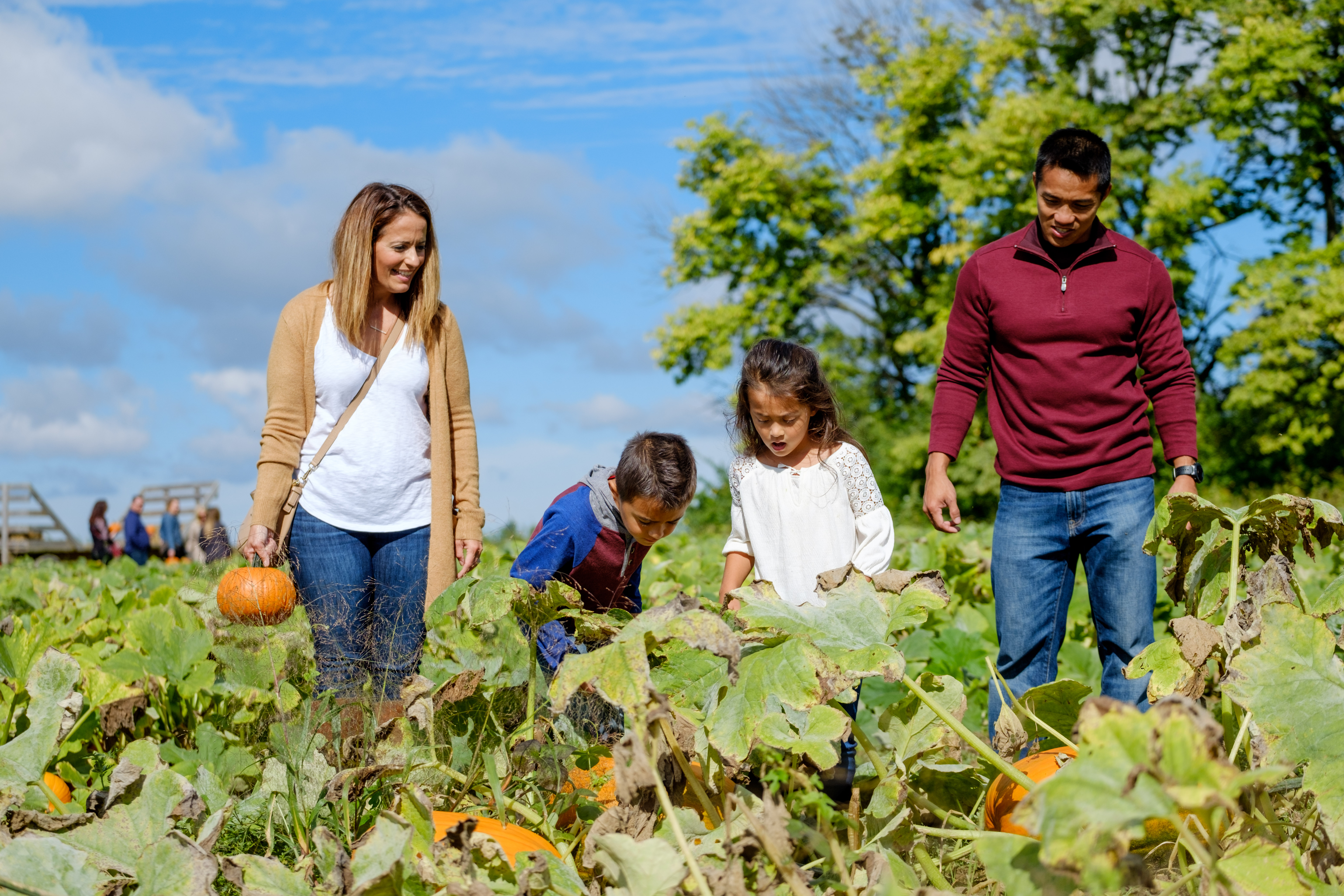 Jacob's Family Orchard - Fun Fall Activities near Mt. Summit, Indiana