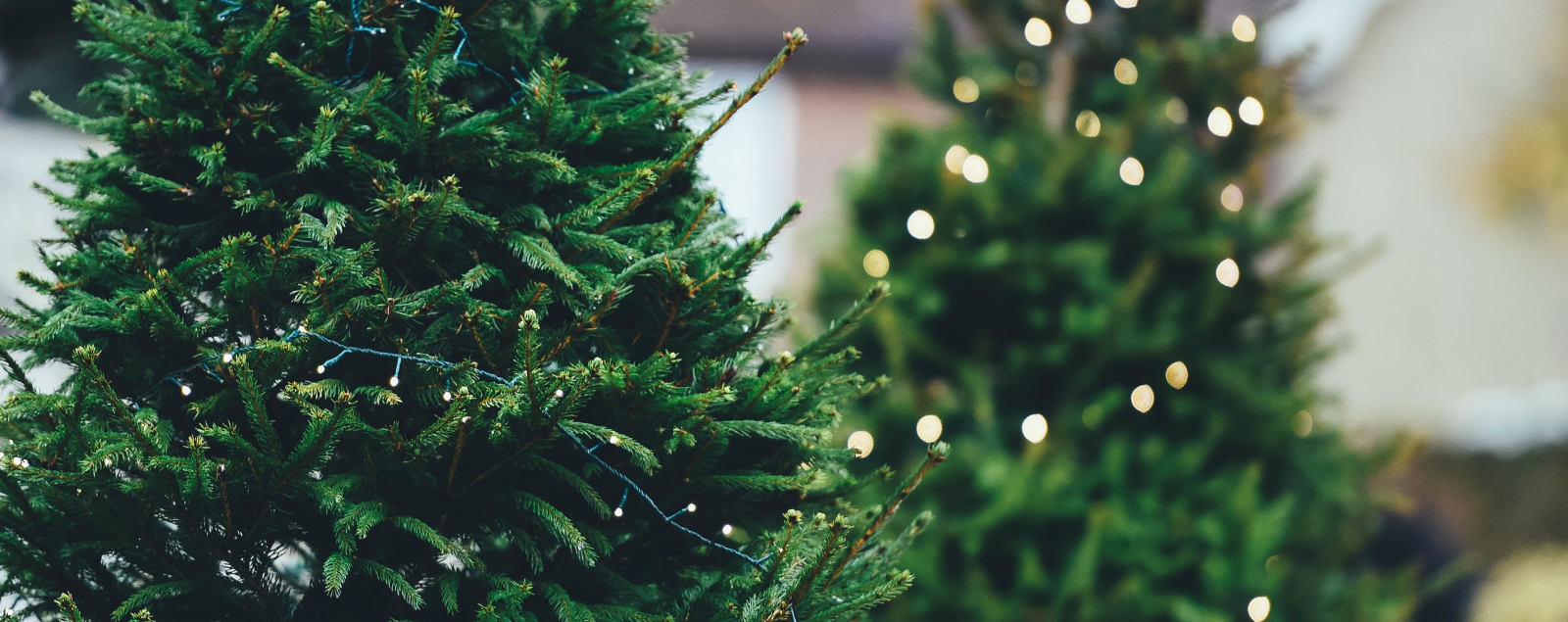 Christmas Tree Farms In Northern Virginia Visit Fairfax
