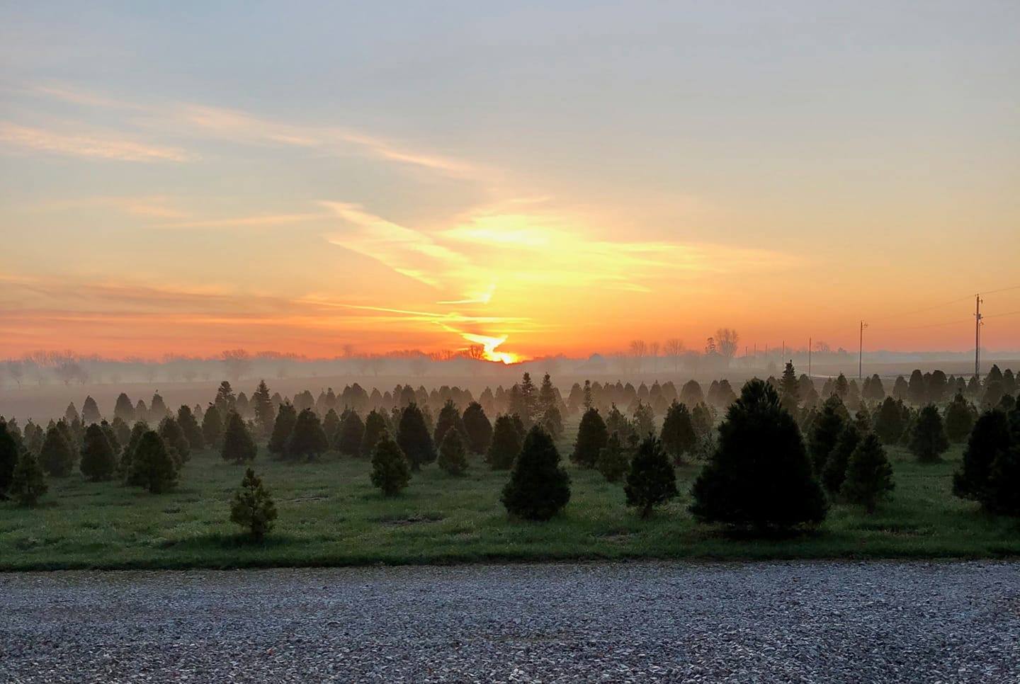 Mardi Gras Trees come from Shady Pond Tree Farm