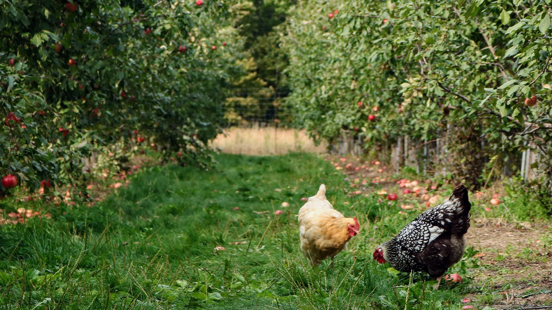 Delving into Pure: 2023 Edition