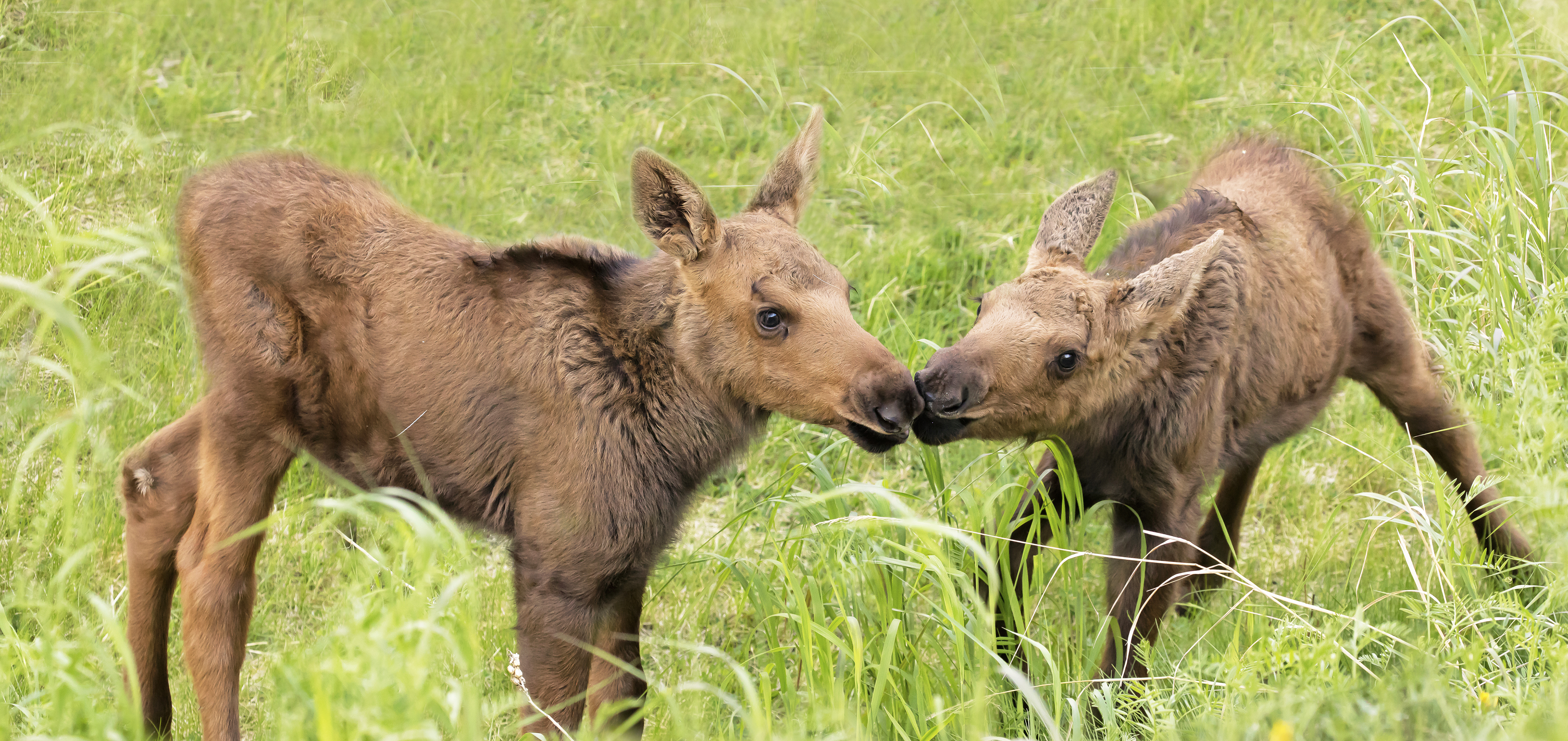 Wildlife in Alaska - All About Alaska's Wildlife