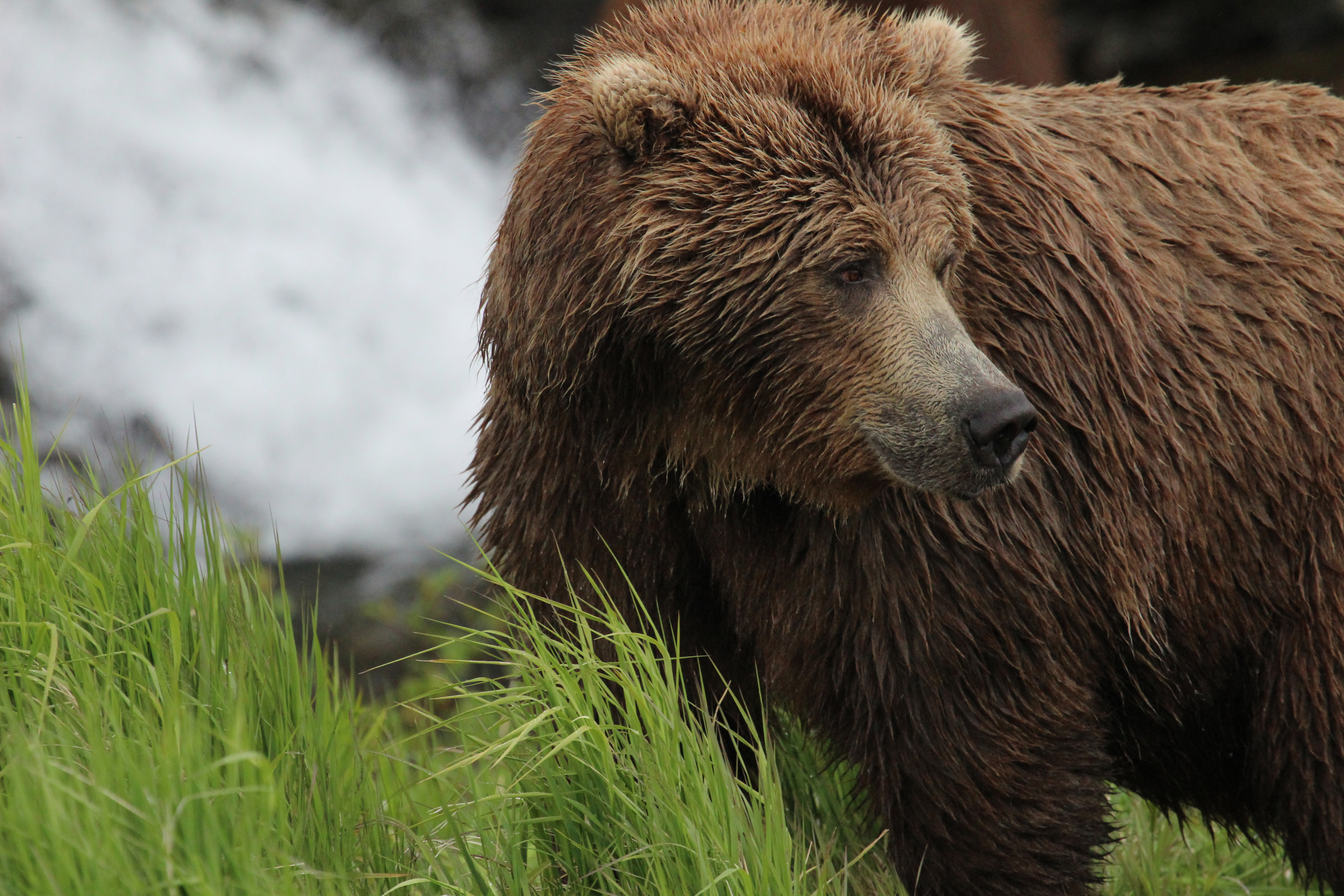 Alaska Grizzly Bear Tour