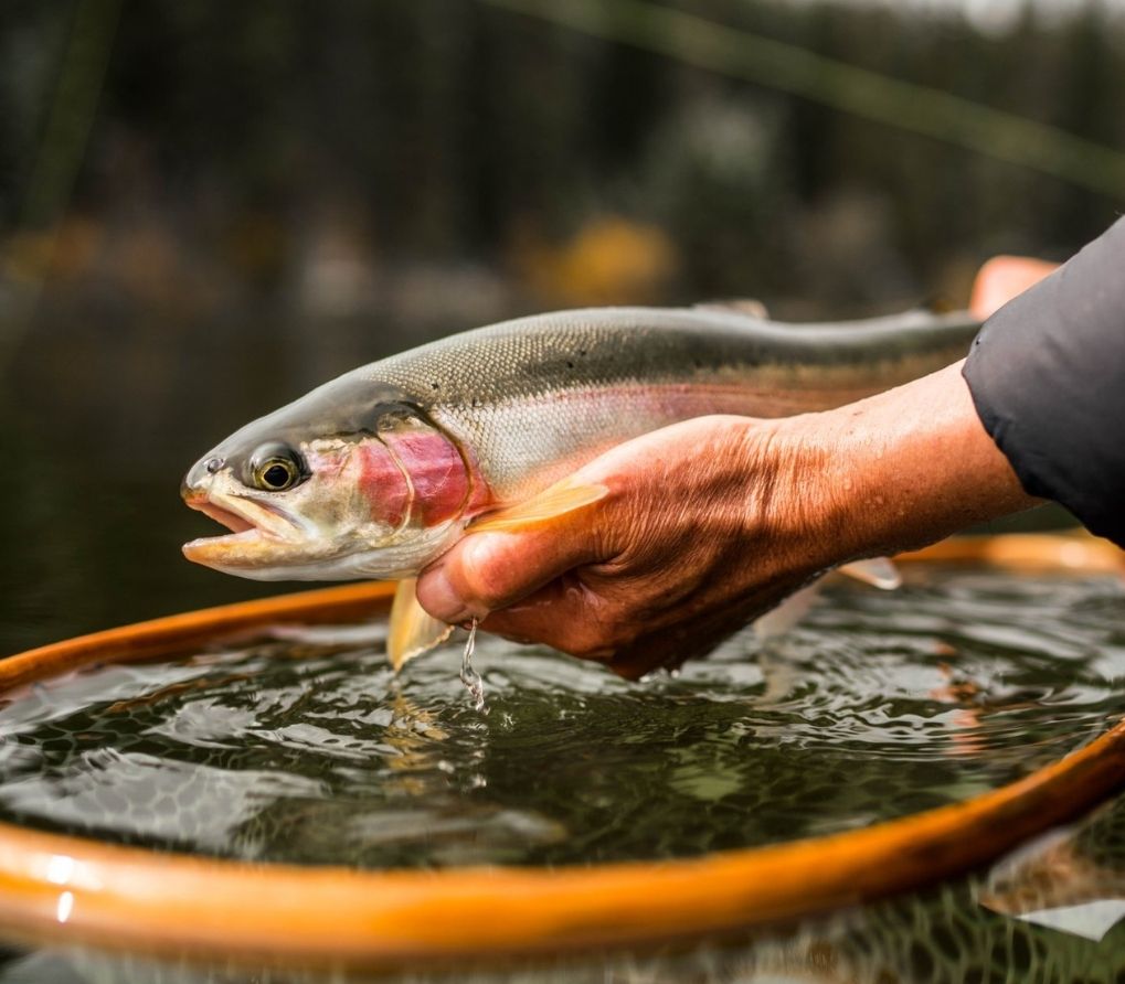 Secrets to Catching Trophy Brown and Rainbow Trout [Book]