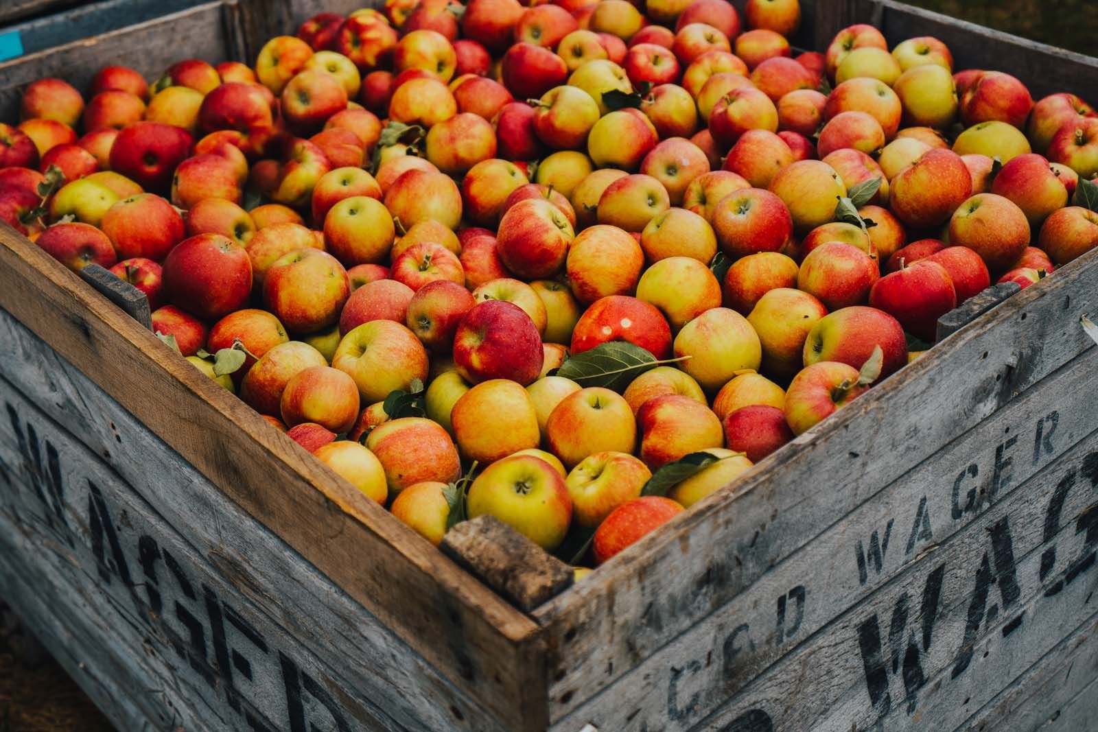 Gale Gala Apples - Fulkerson Winery - Finger Lakes Winery - Seneca