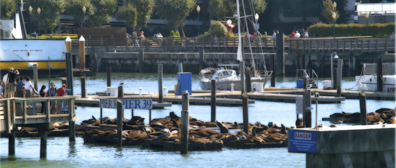 Sea Lions at Pier 39 at Fisherman`s Wharf, San Francisco, USA