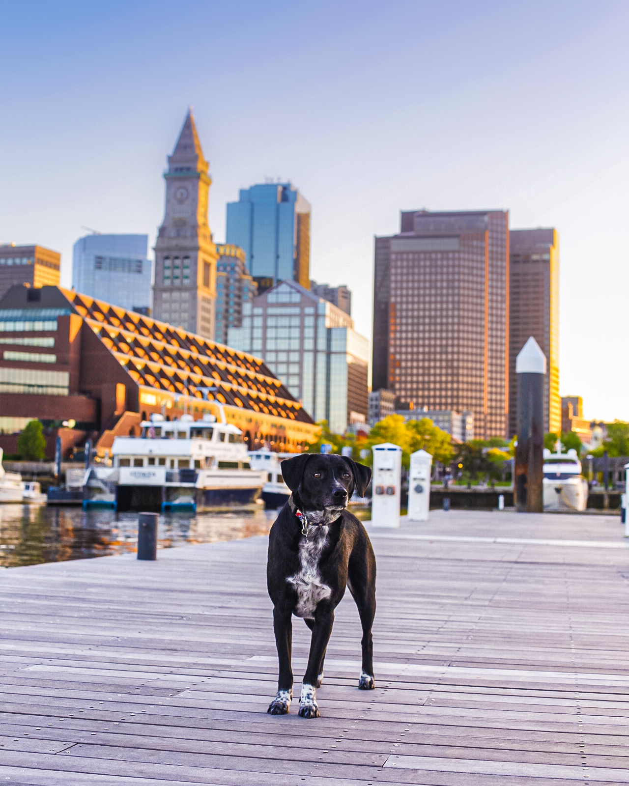 Boston Celtics Dog Pet & Humans Gear